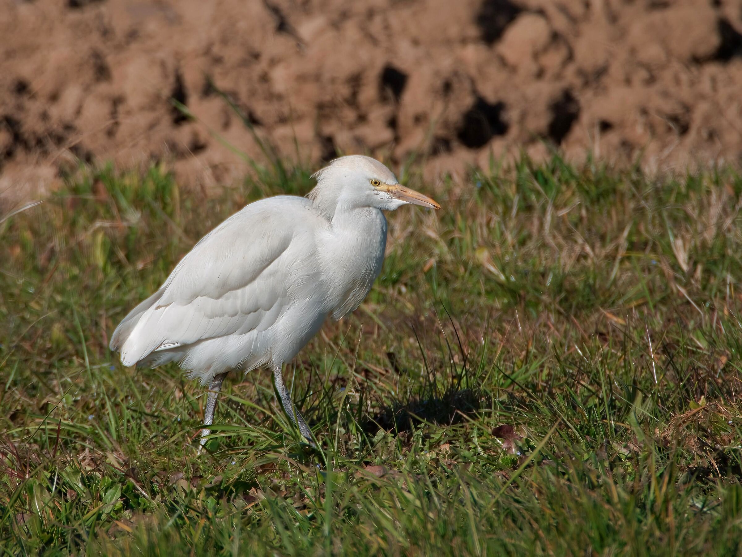 Cattle egret