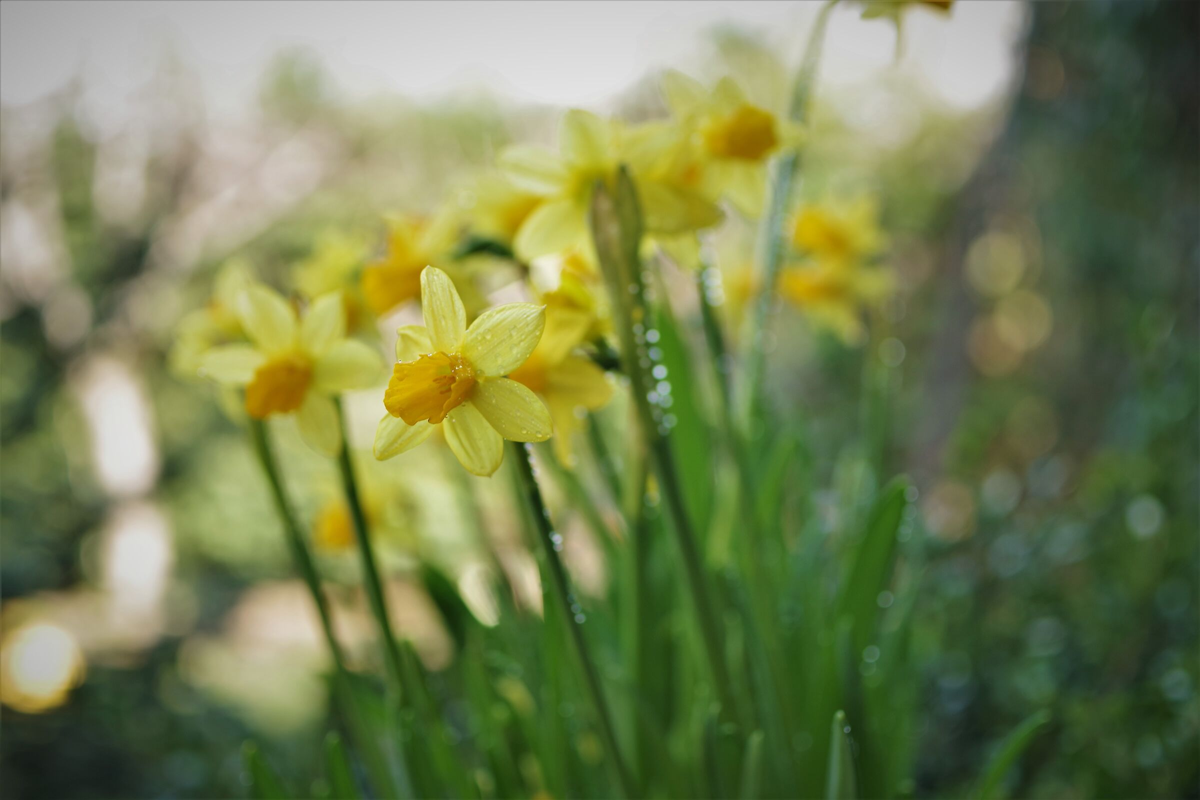 Daffodils