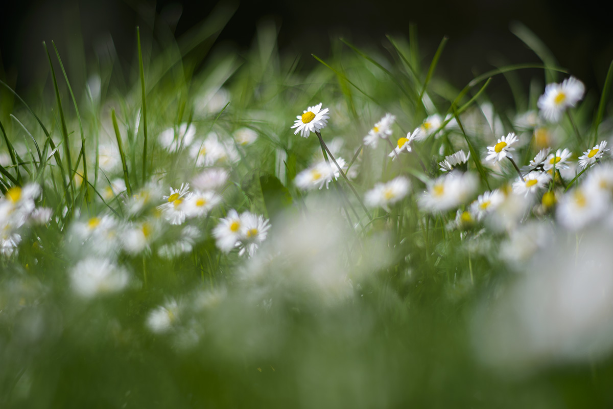 Daisies ...