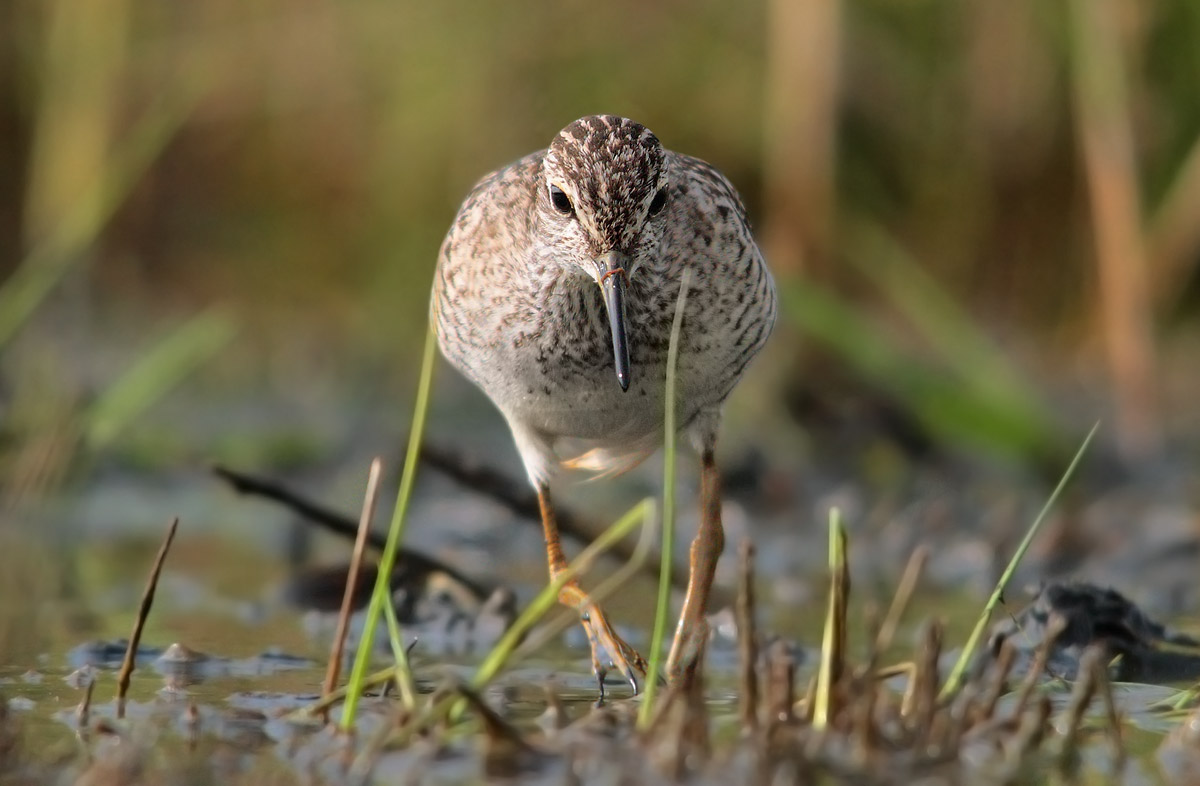 sandpiper boschereccio