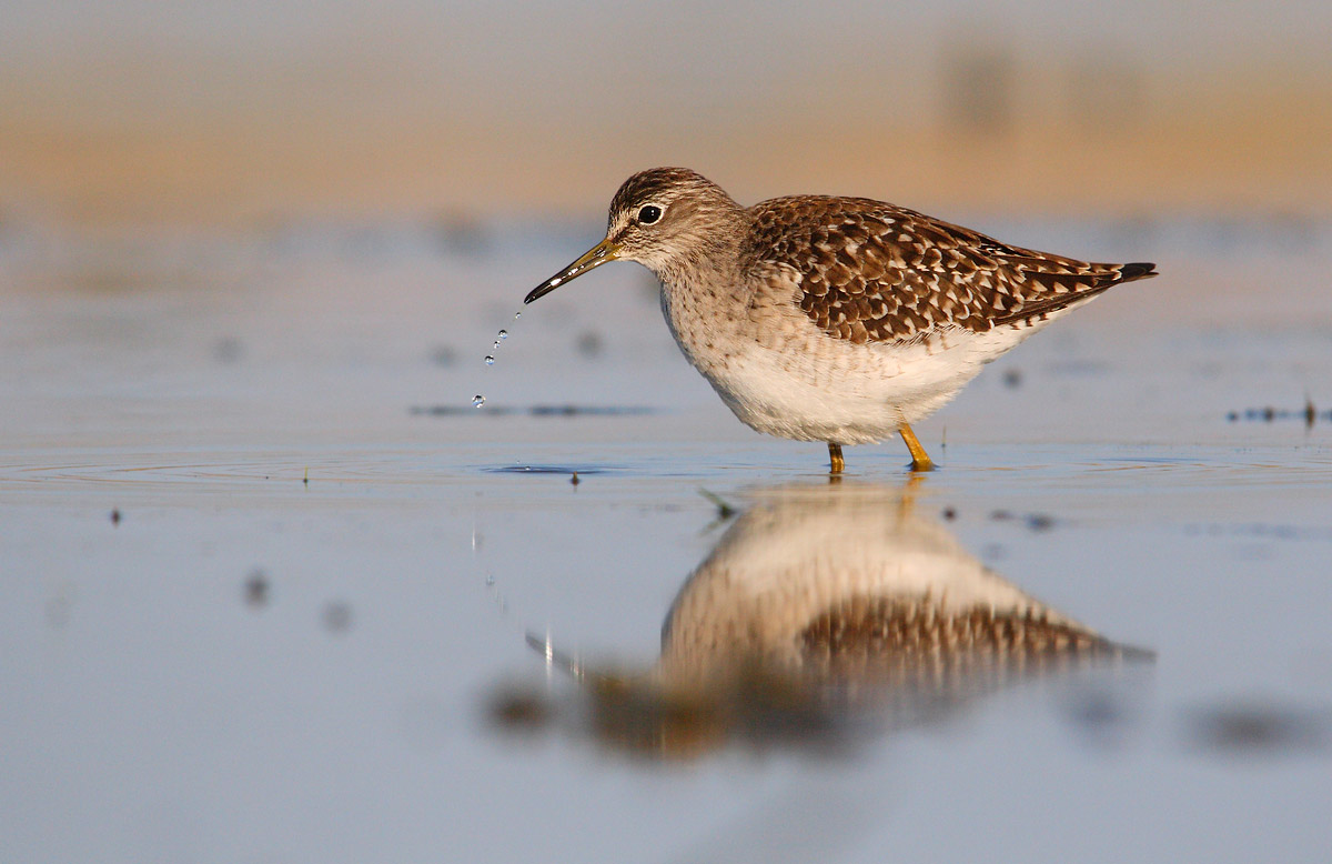 sandpiper boschereccio