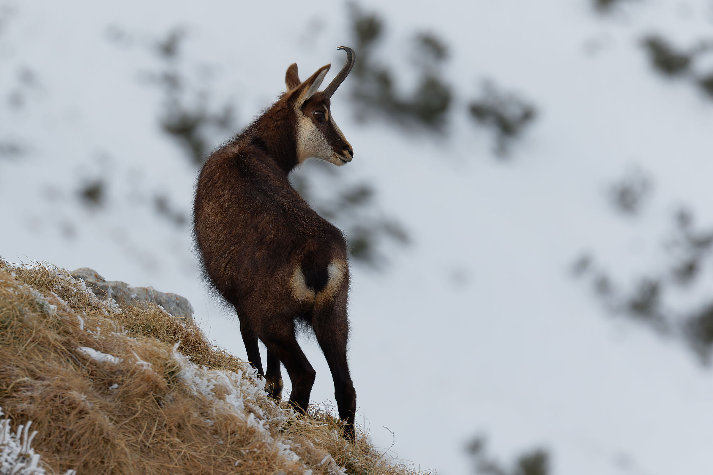 Chamois