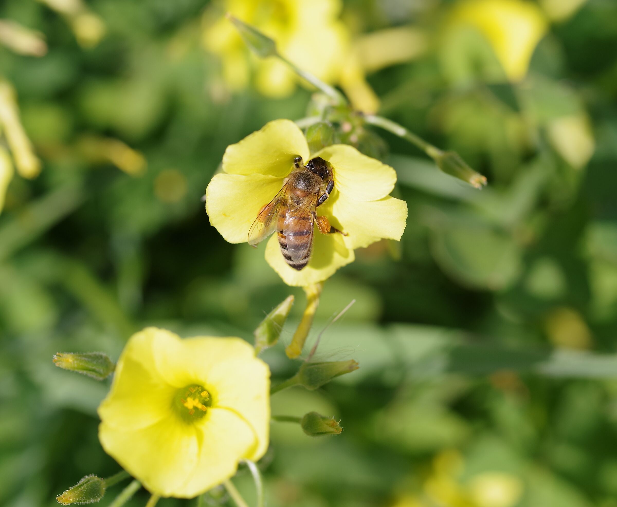 Bee