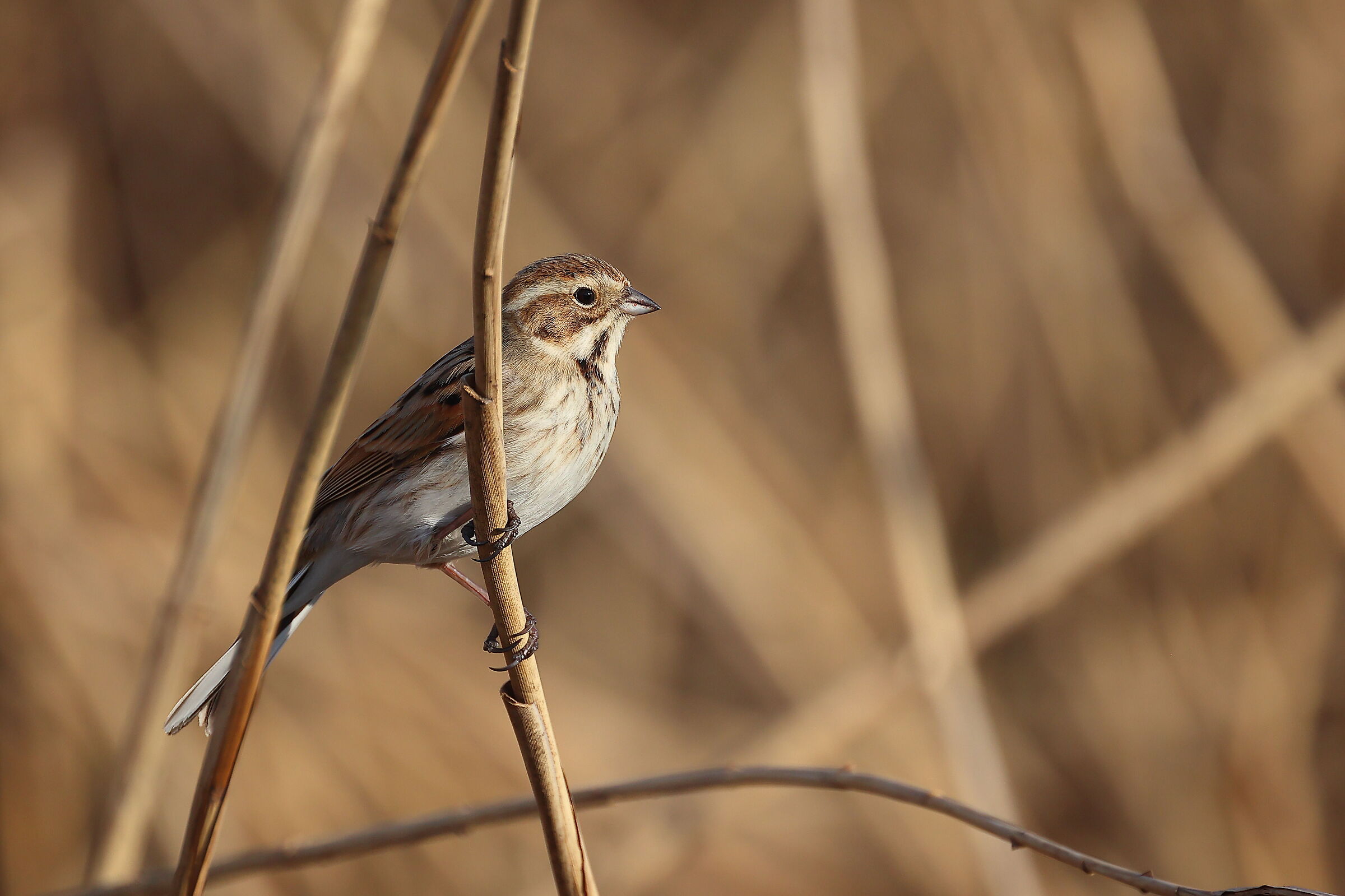 Migliarino di palude