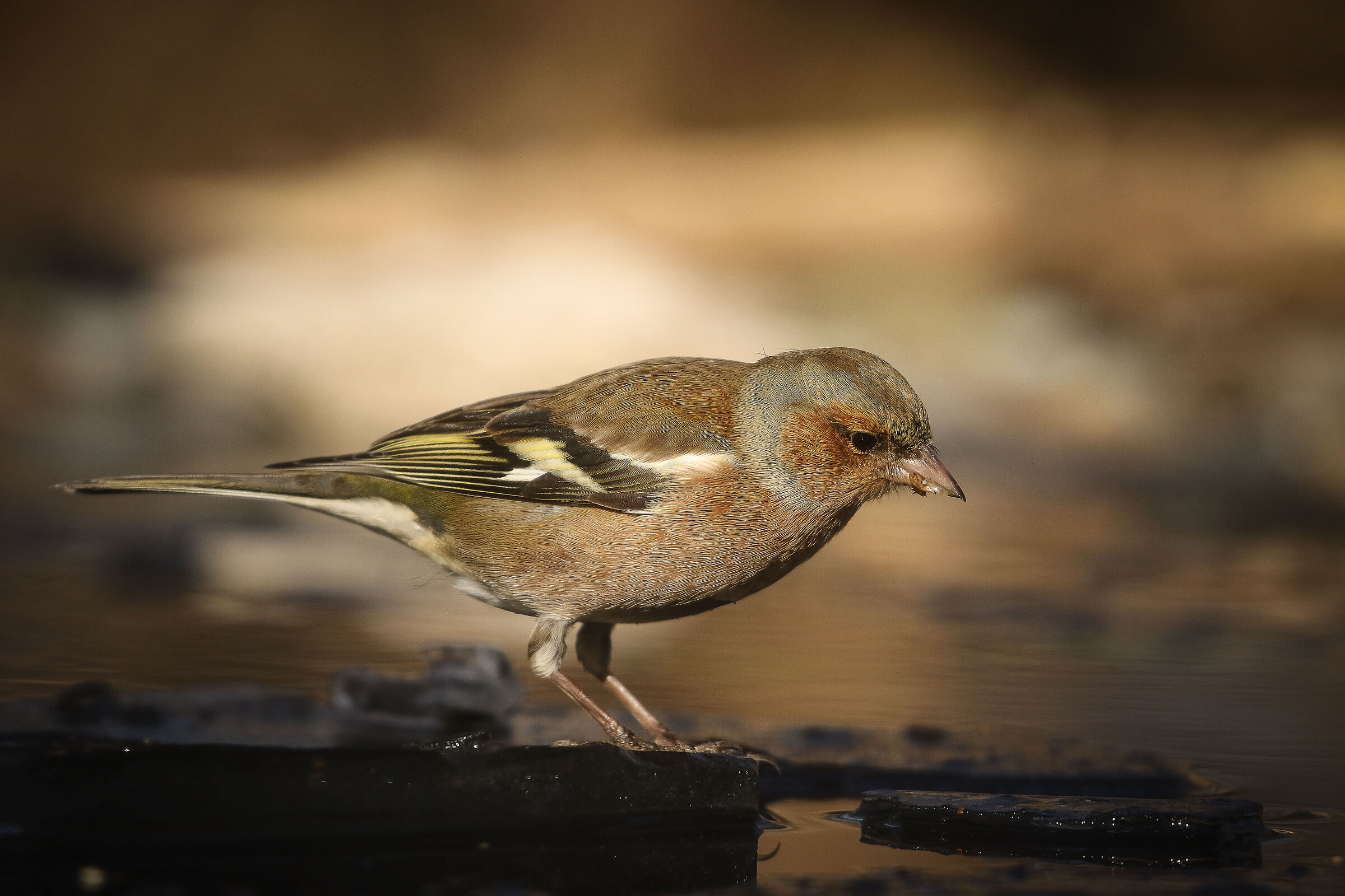 Chaffinch walking on ice