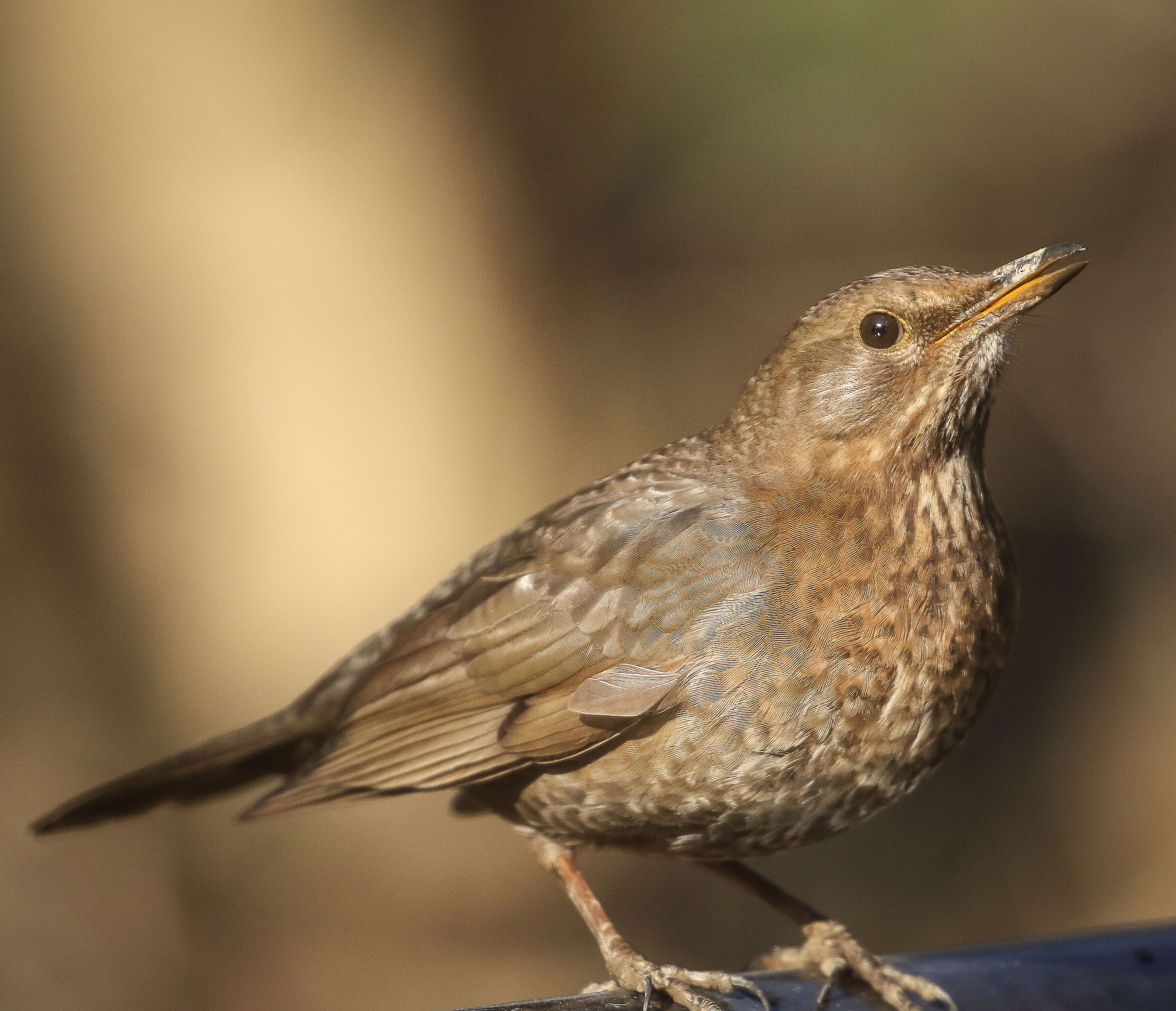 Female blackbird