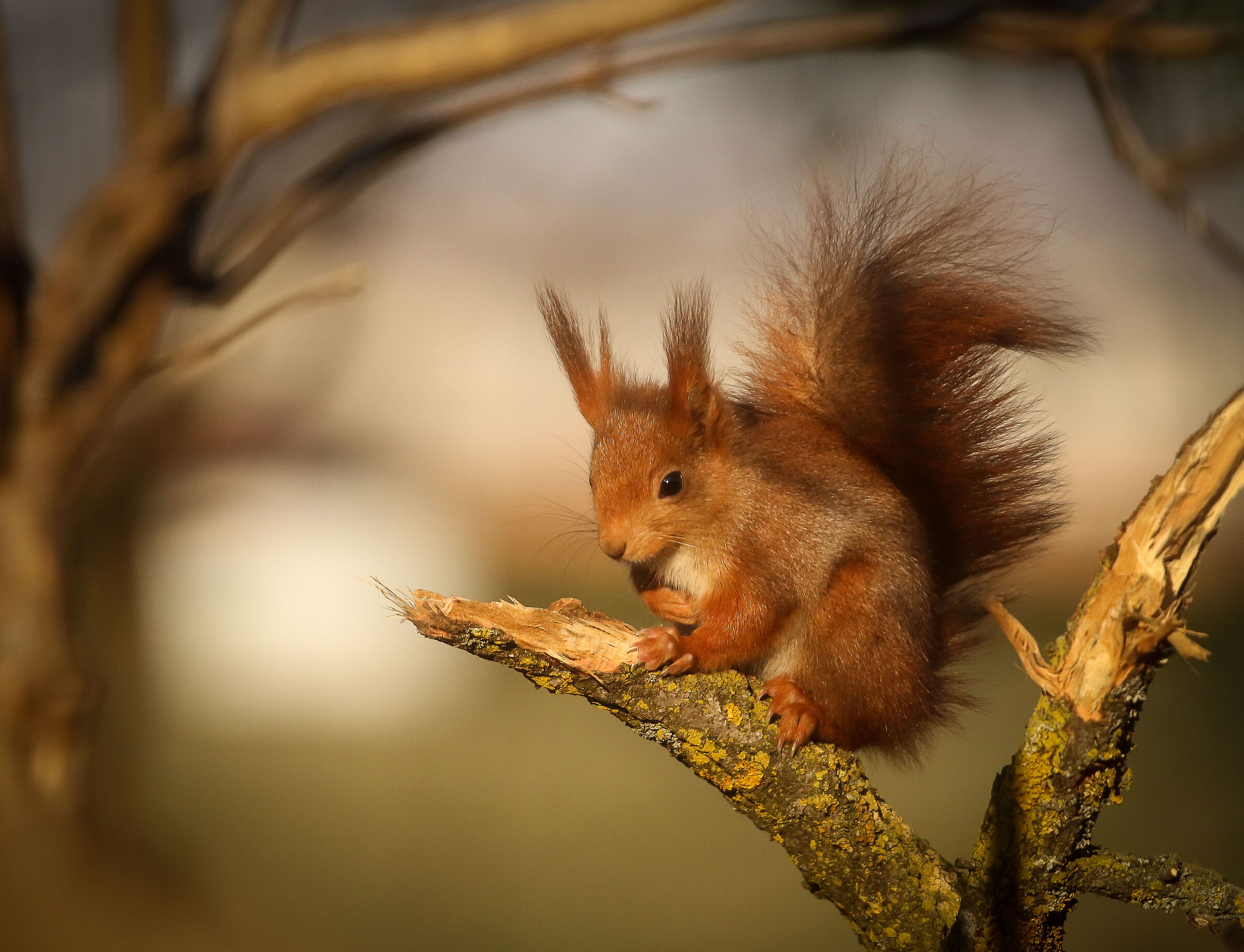 Red squirrel escaped the Sparrowhawk