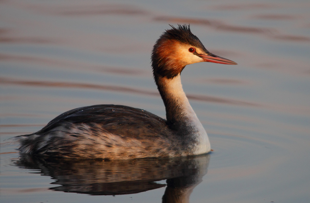 grebe