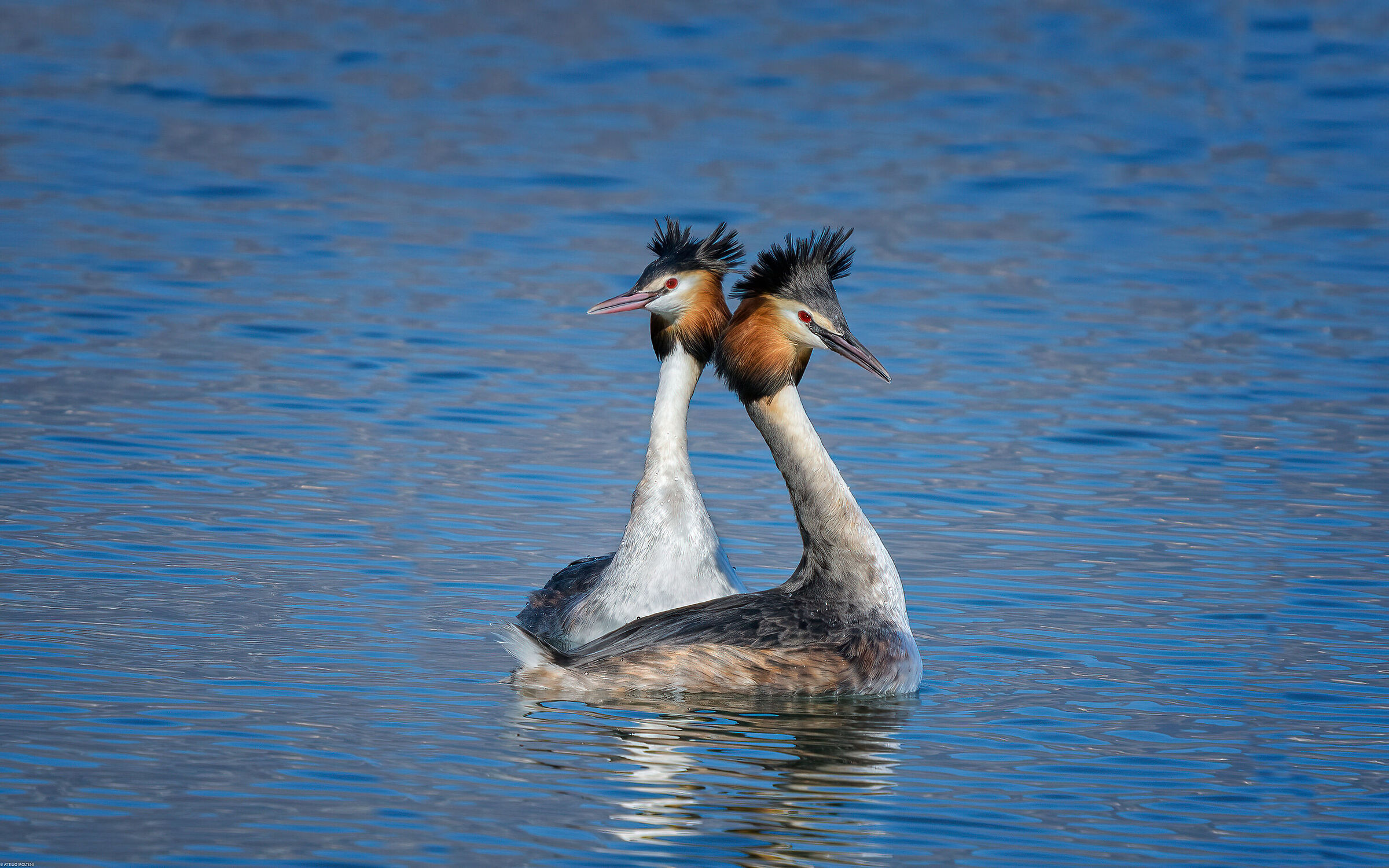 Great crested grebe