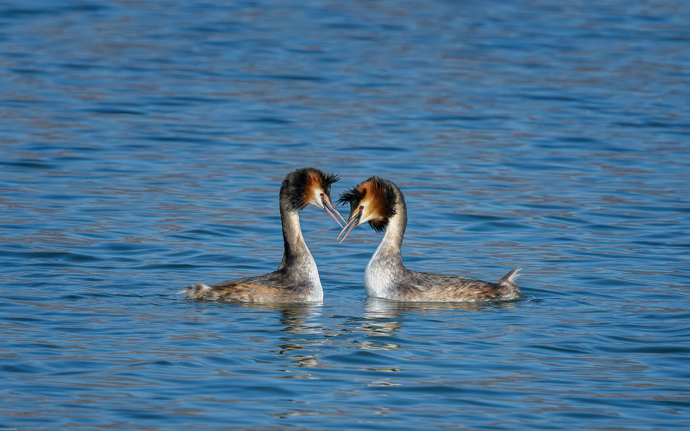 Great crested grebe