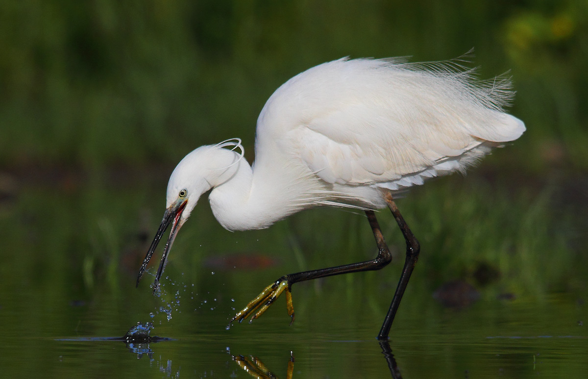 egret