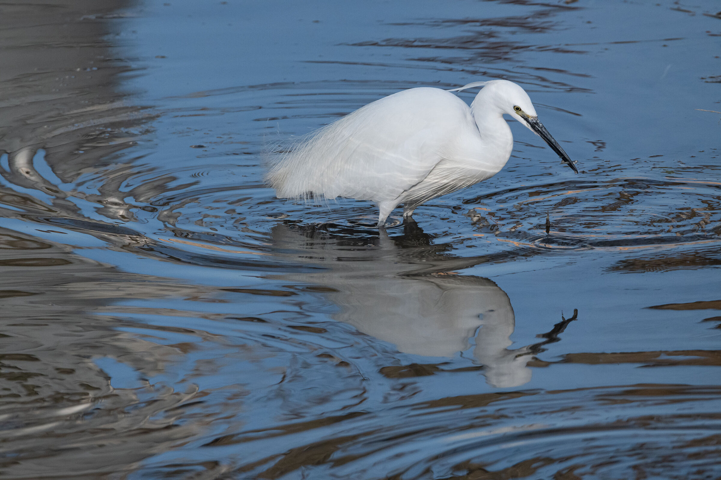 Egret 1