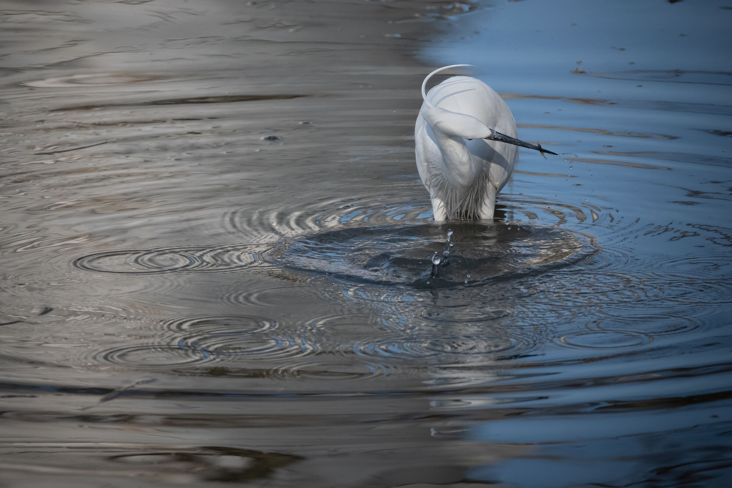 Egret 2