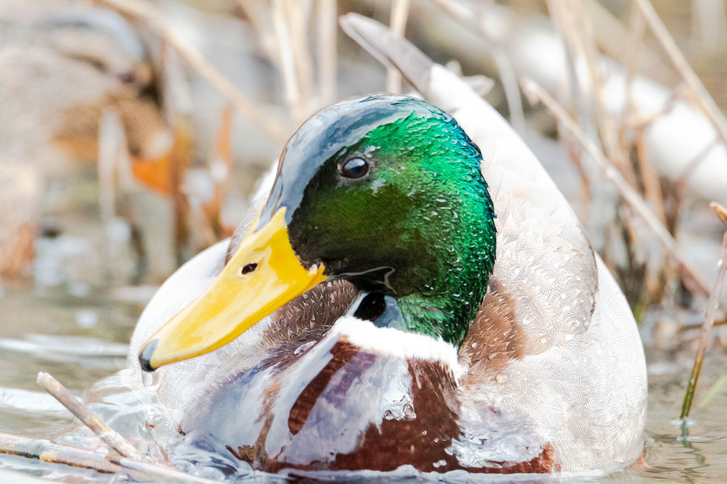 Mallard