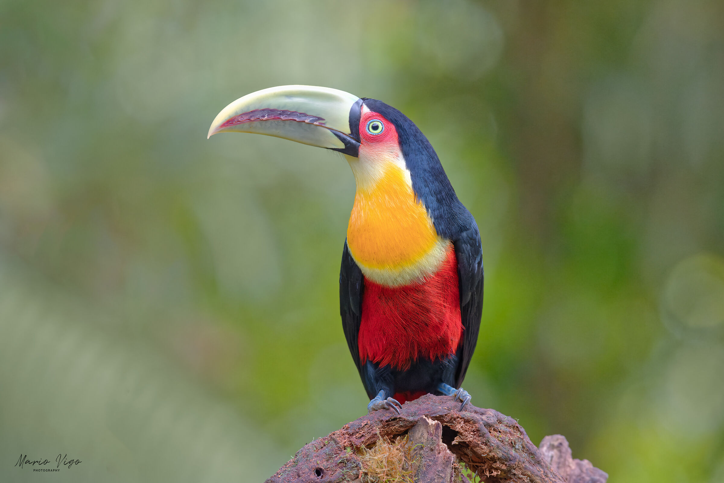 The colors of the red-breasted toucan
