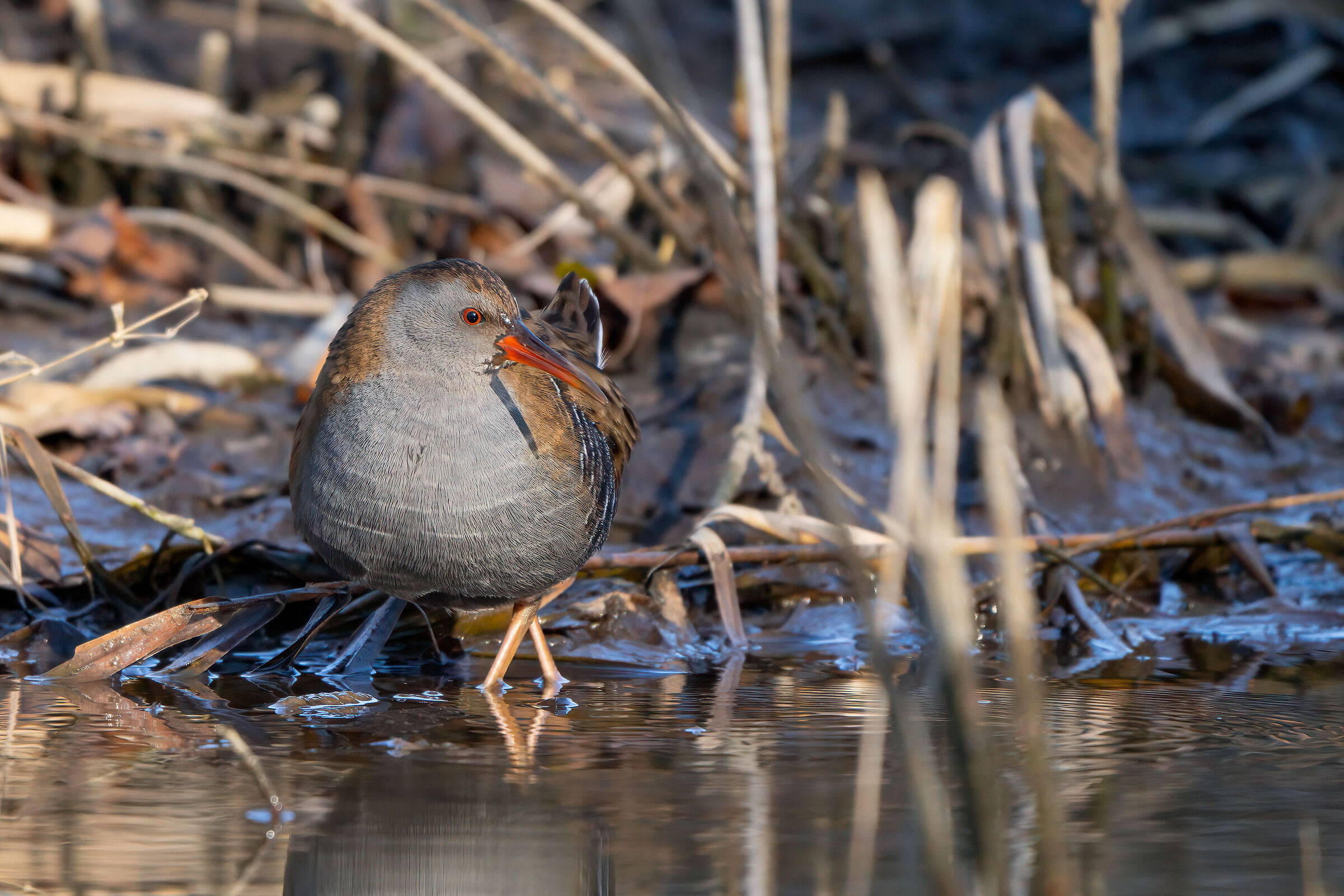 Water rail