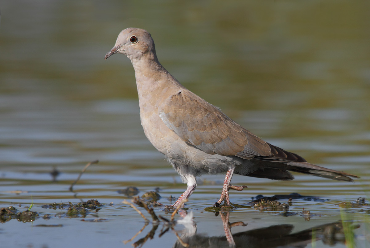 young dove