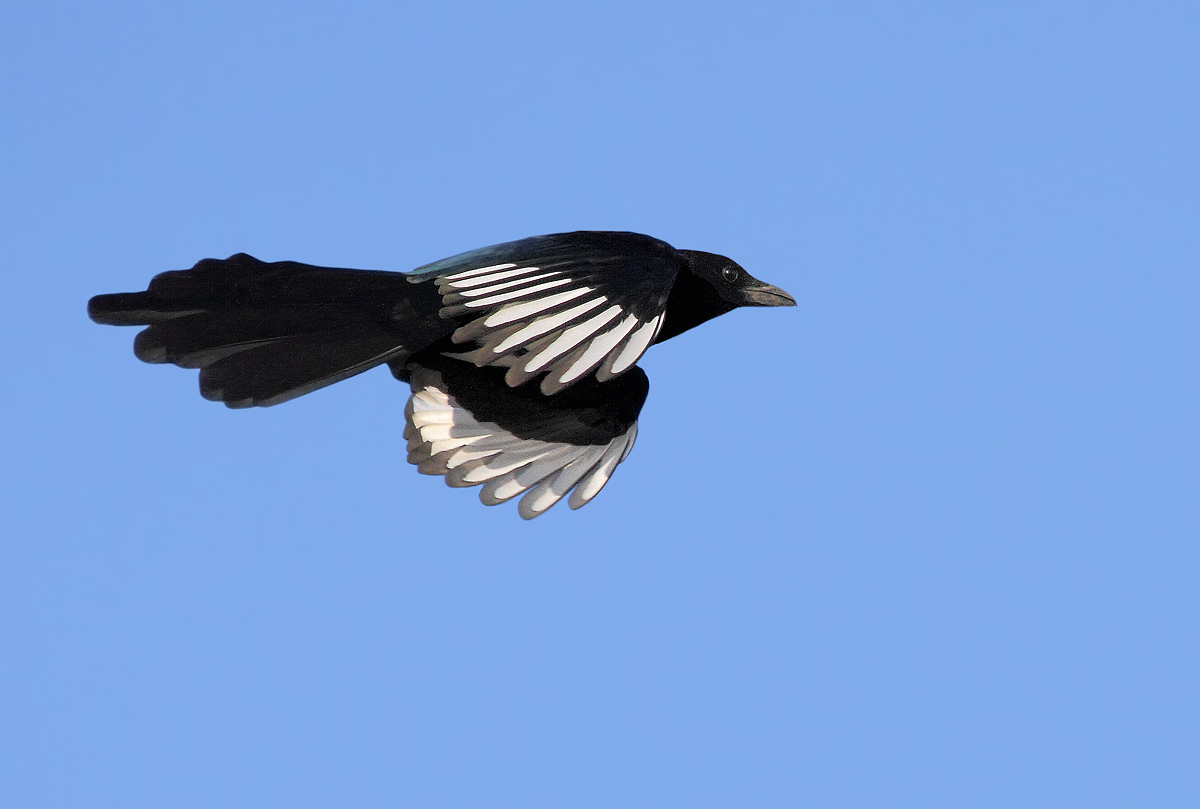 magpie