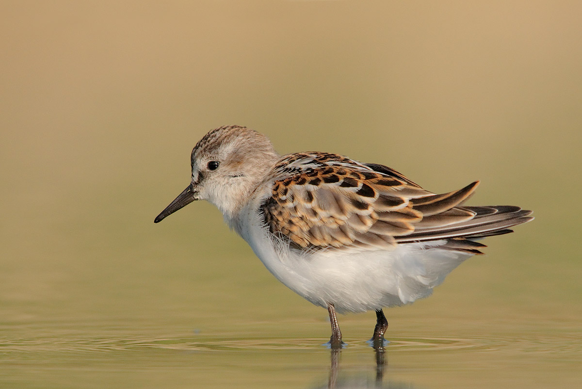 Little Stint