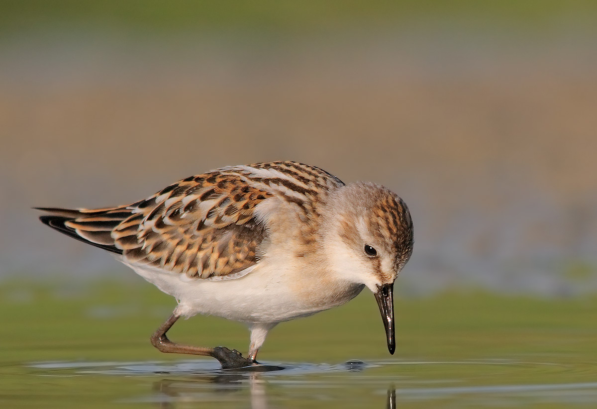 Little Stint