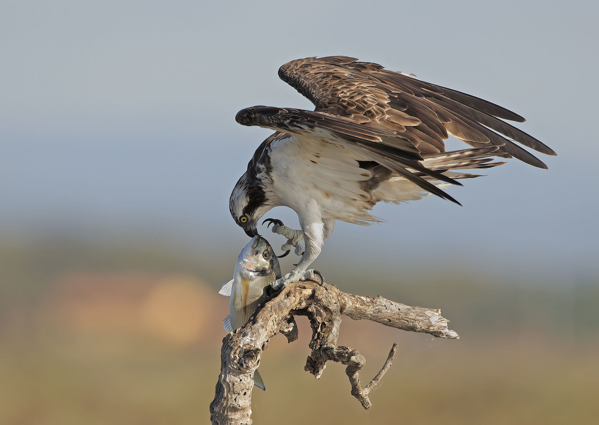 A sea bream for the osprey