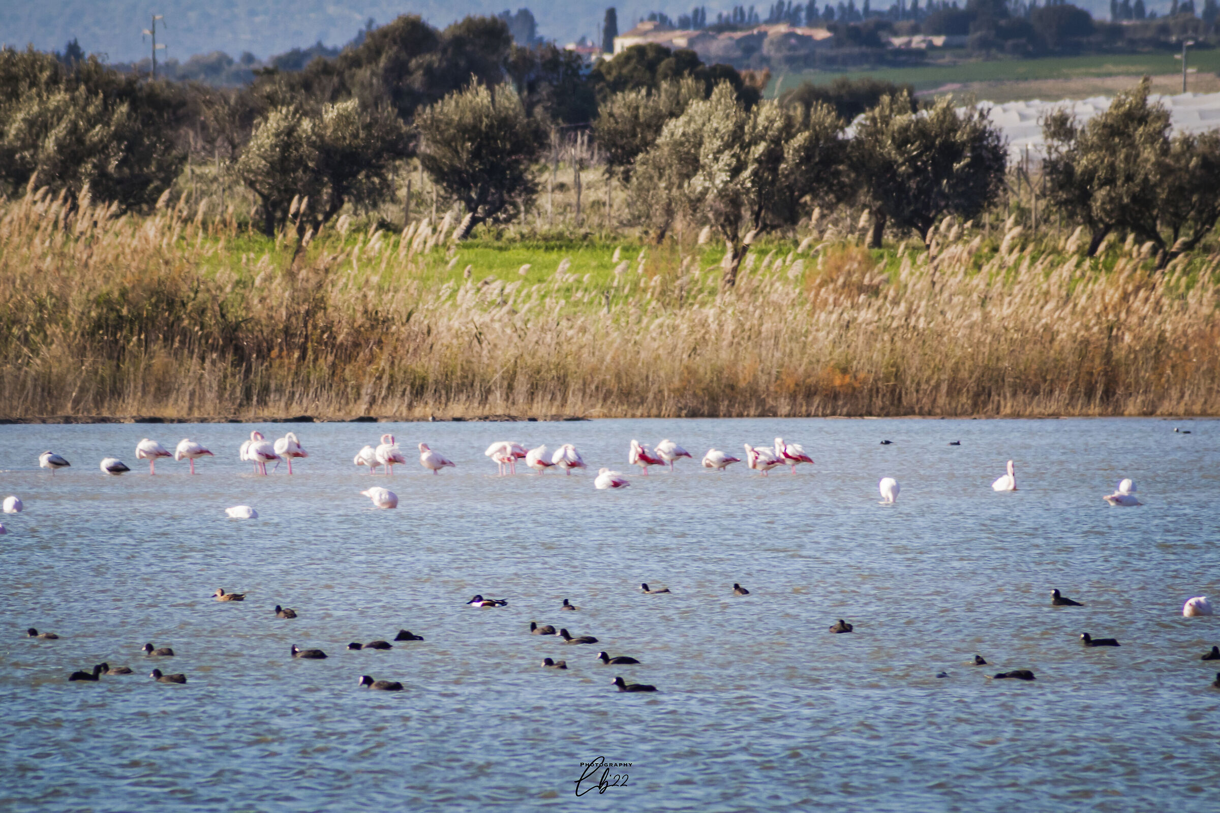 fenicotteri rosa al longarini