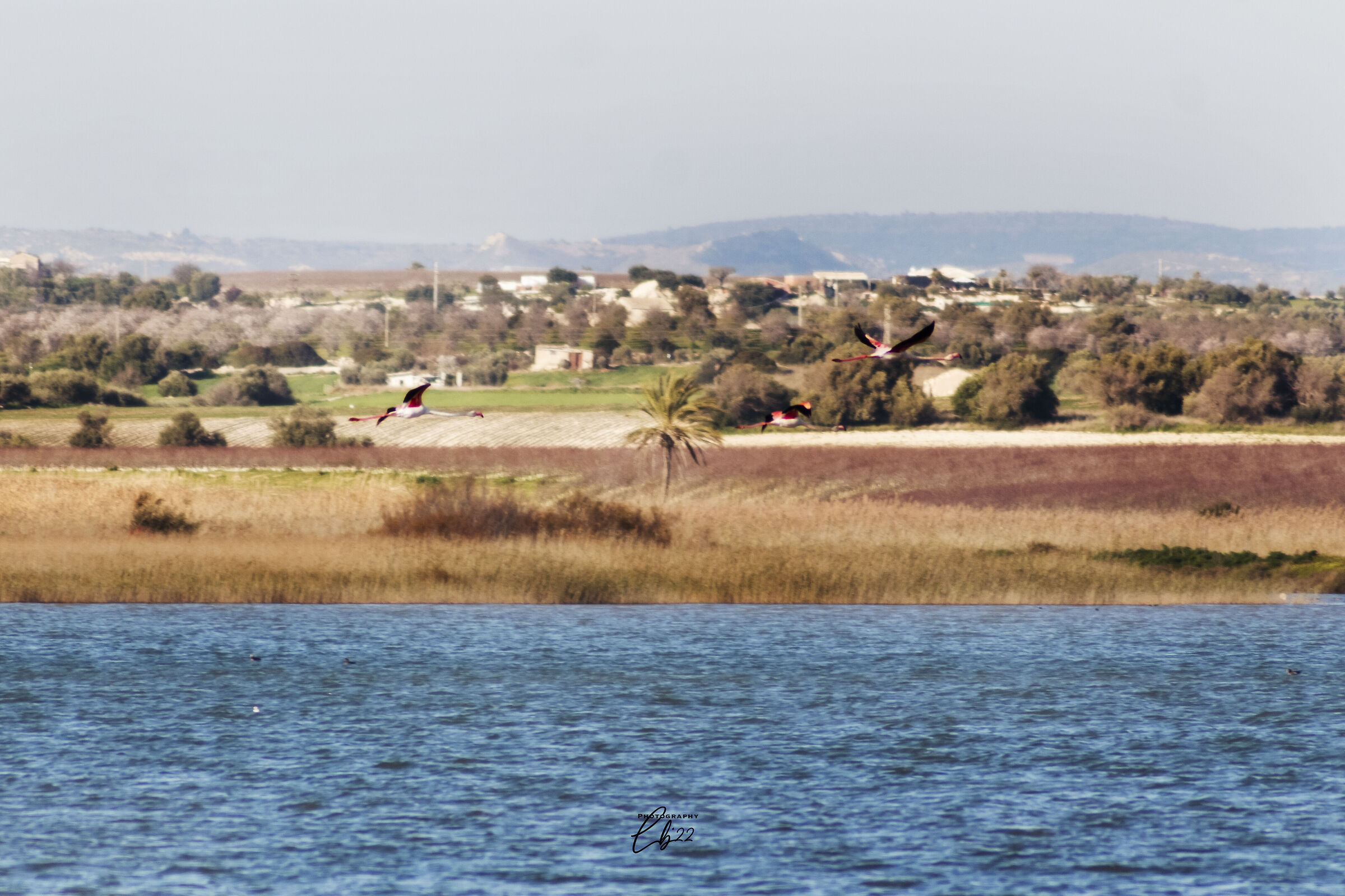 fenicotteri rosa al pantano