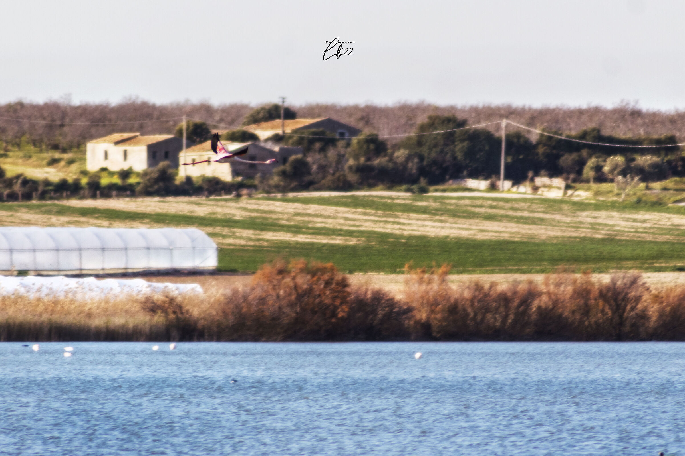 fenicotteri rosa al pantano longarini