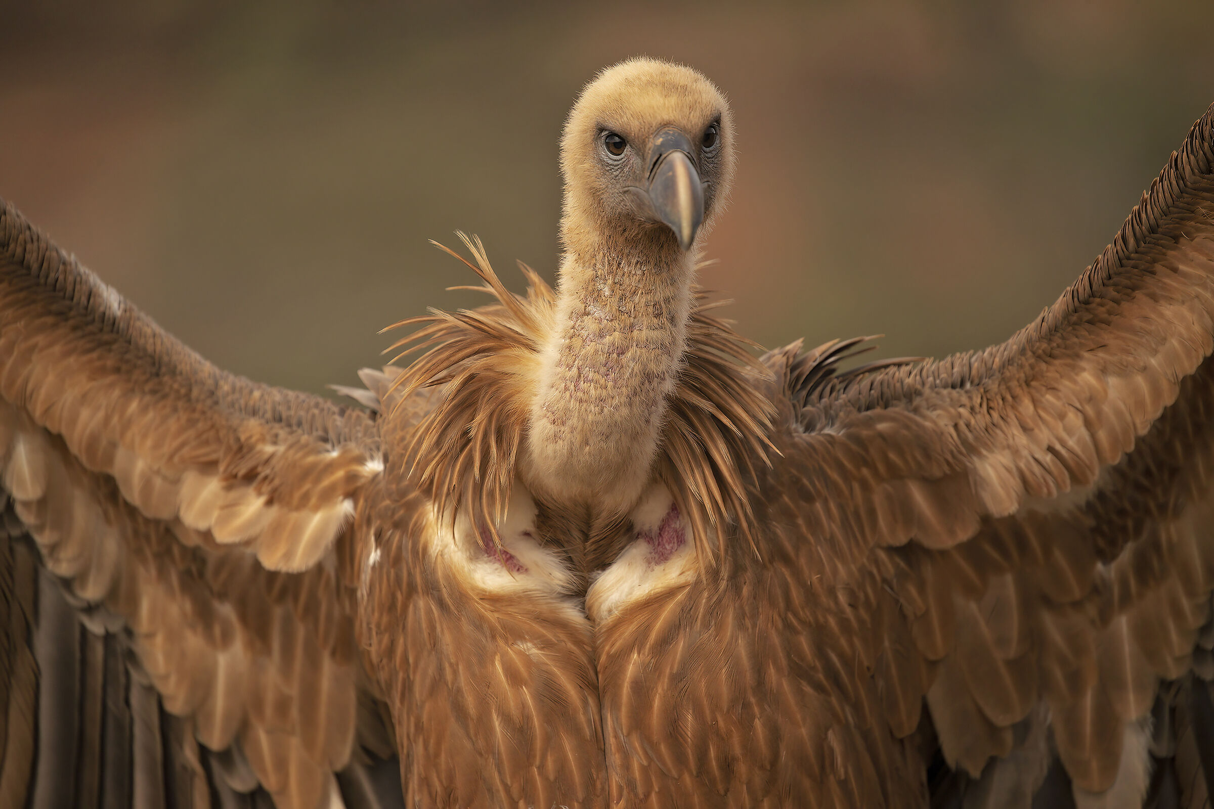 Un avvoltoio quasi bello