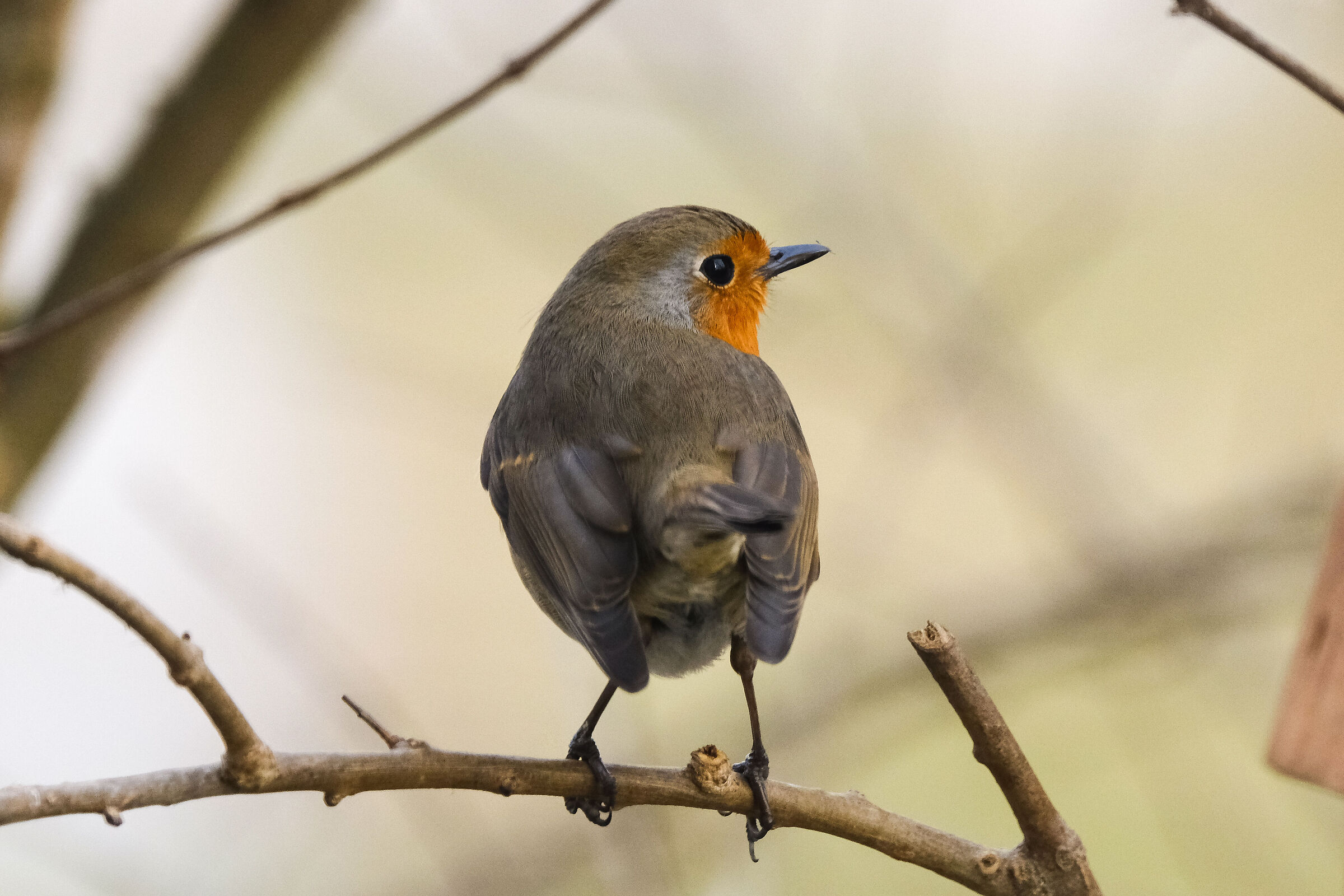 I keep an eye on you (Erithacus rubecula)