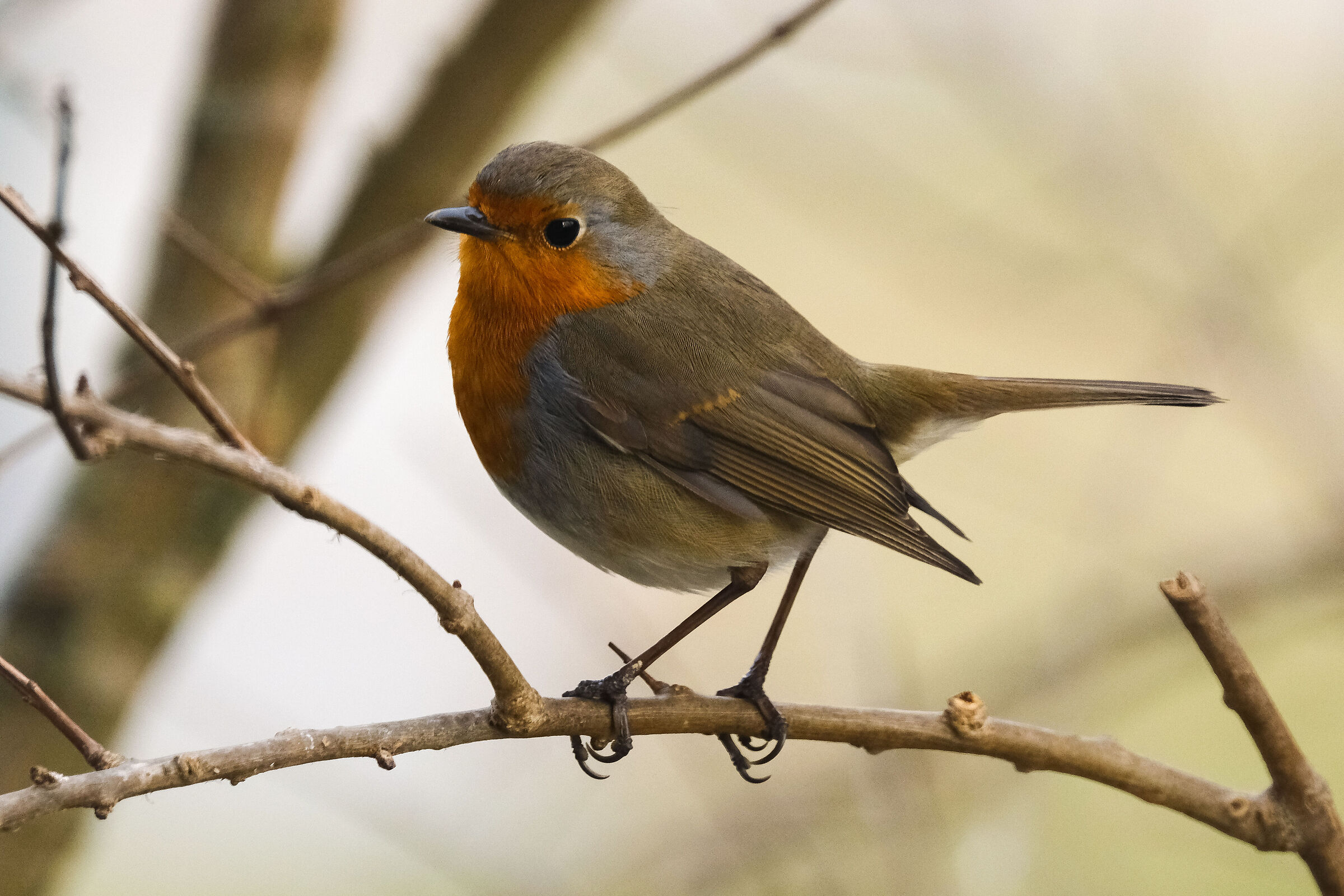 I keep an eye on you - part two (Erithacus rubecula)