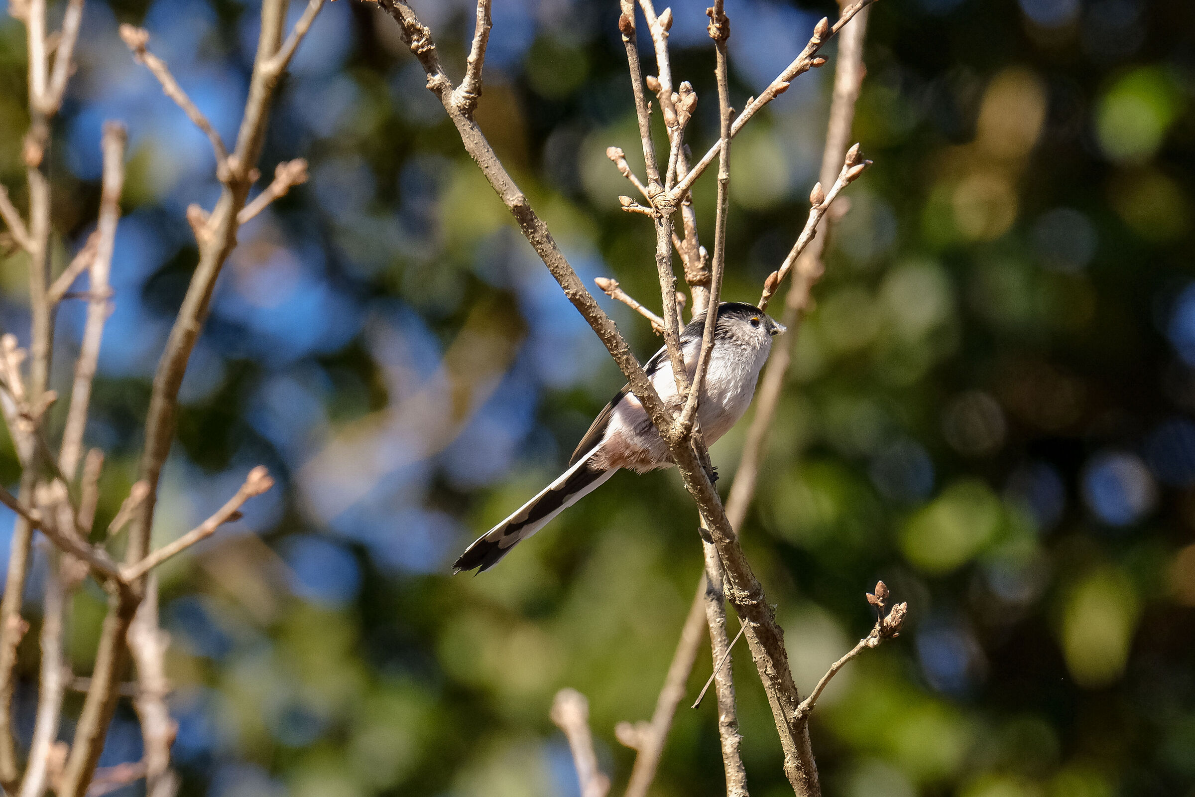 Codibugnol (Aegithalos caudatus )