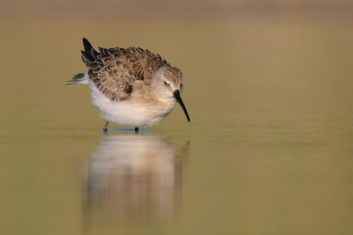 Sandpiper