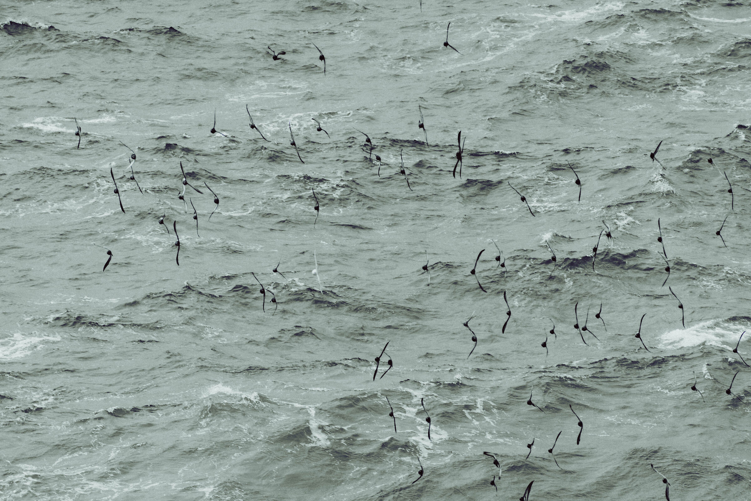 Contromare di colombe