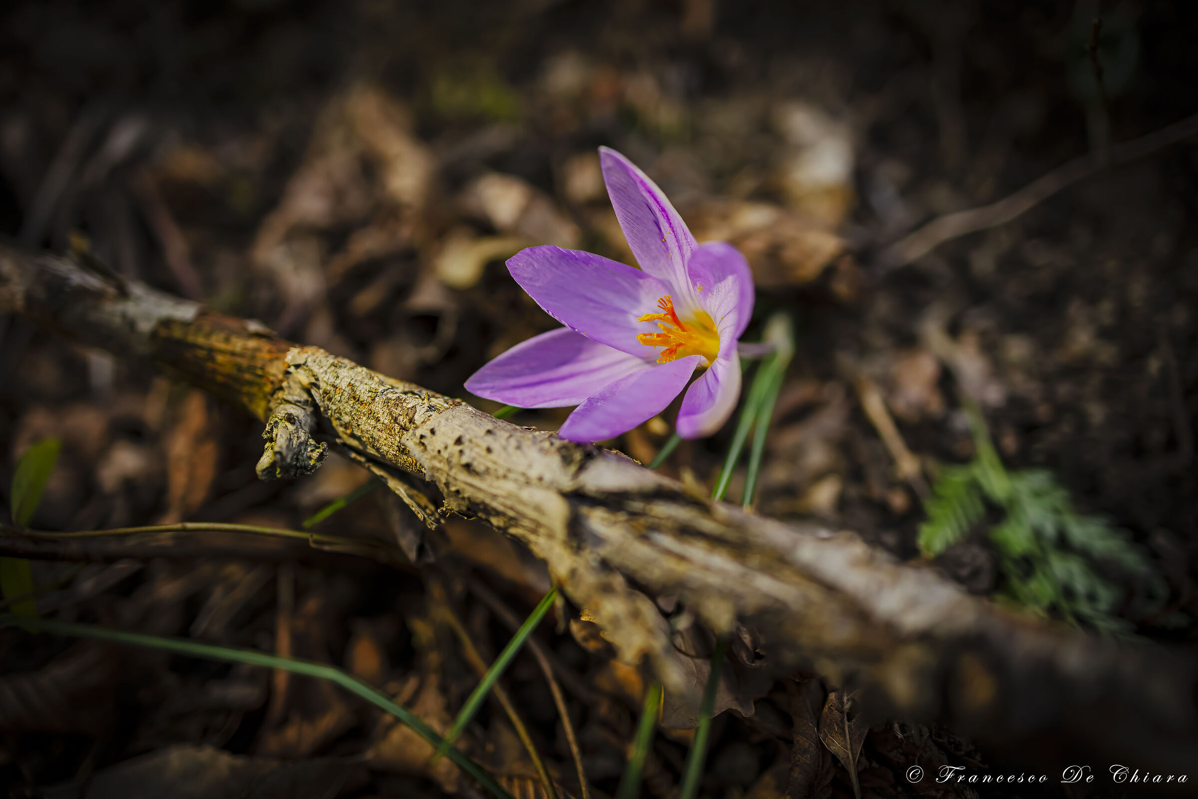 Crocus sativus