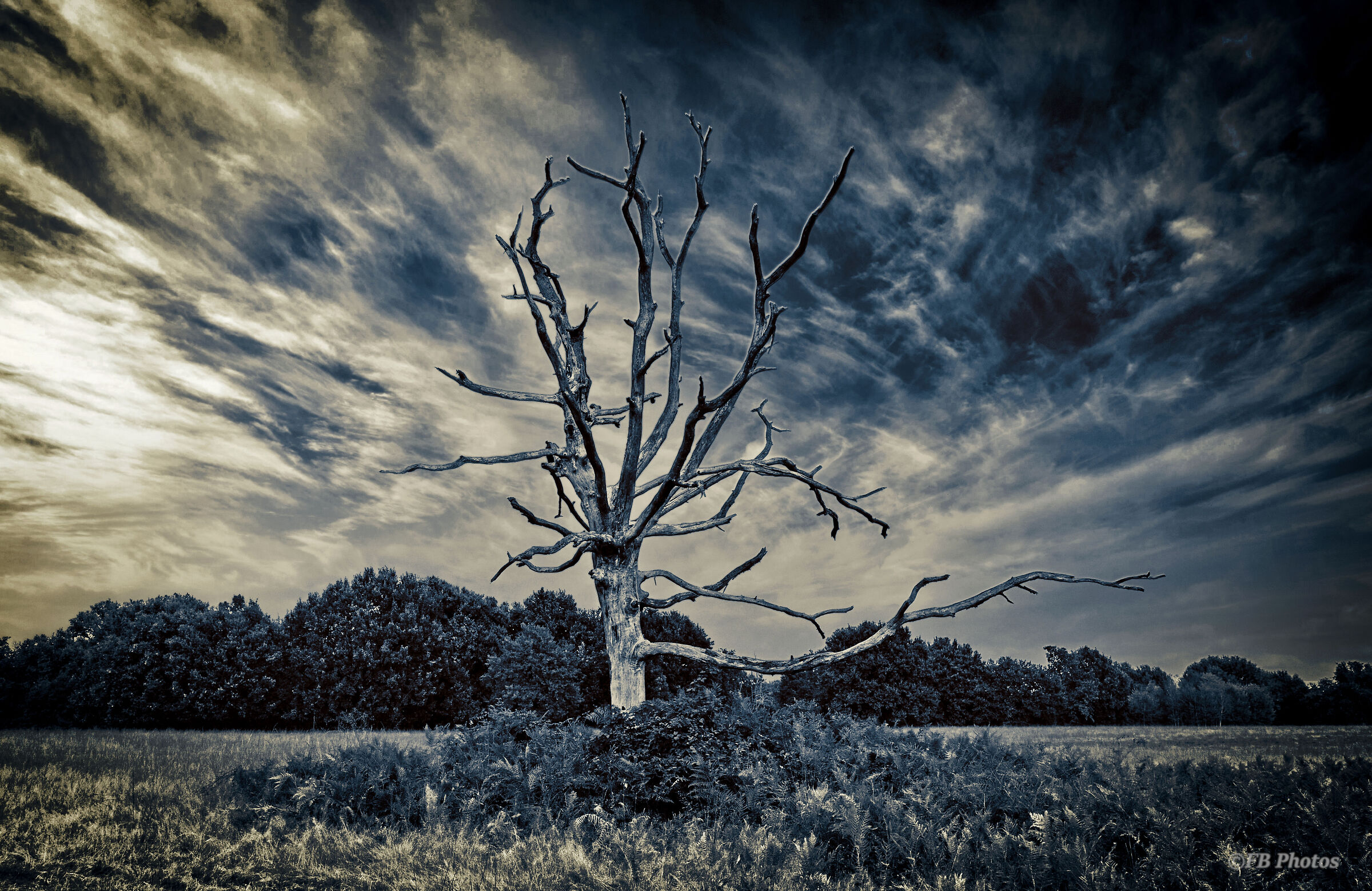 Sleepy Hollow Baraggia