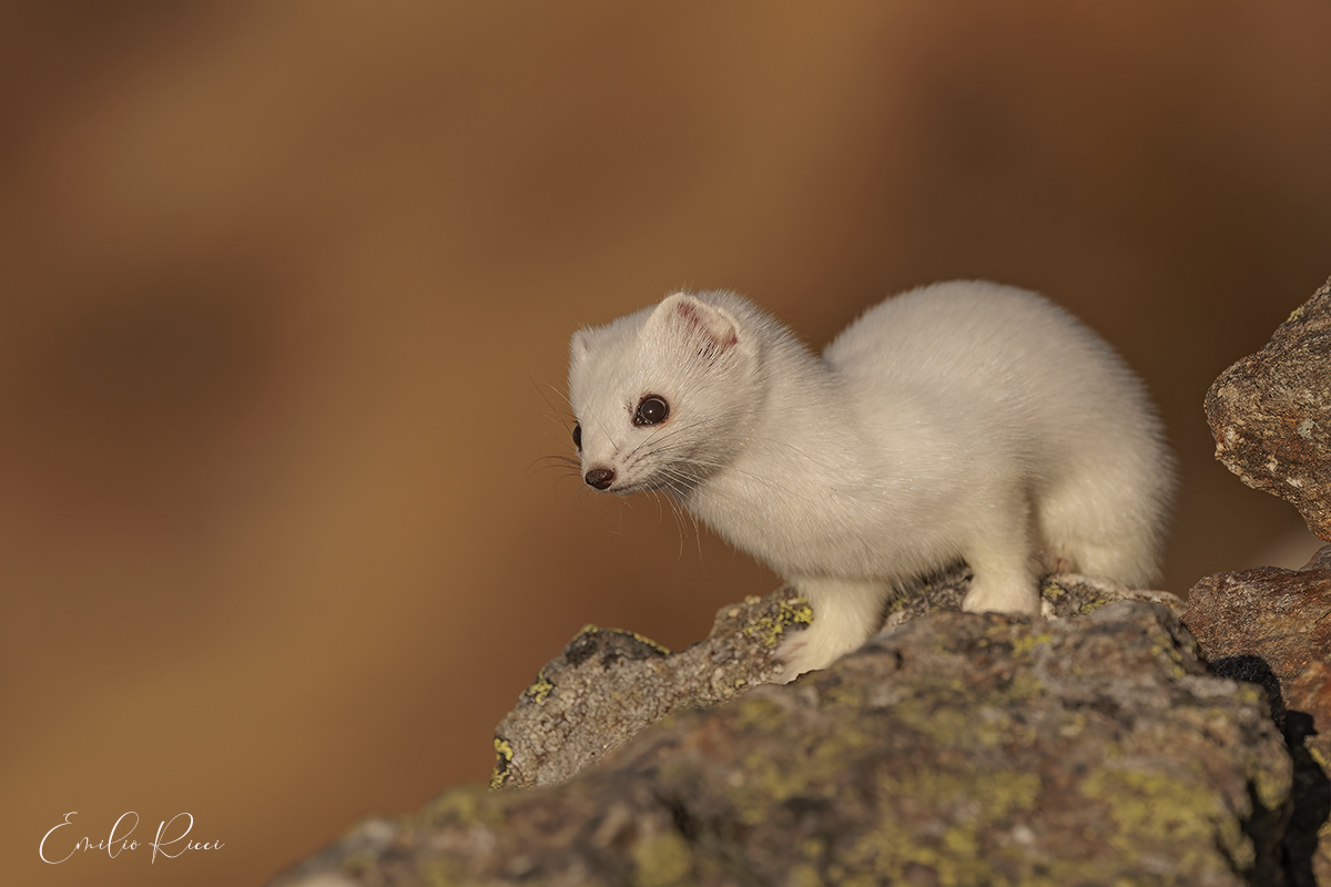 Ermine