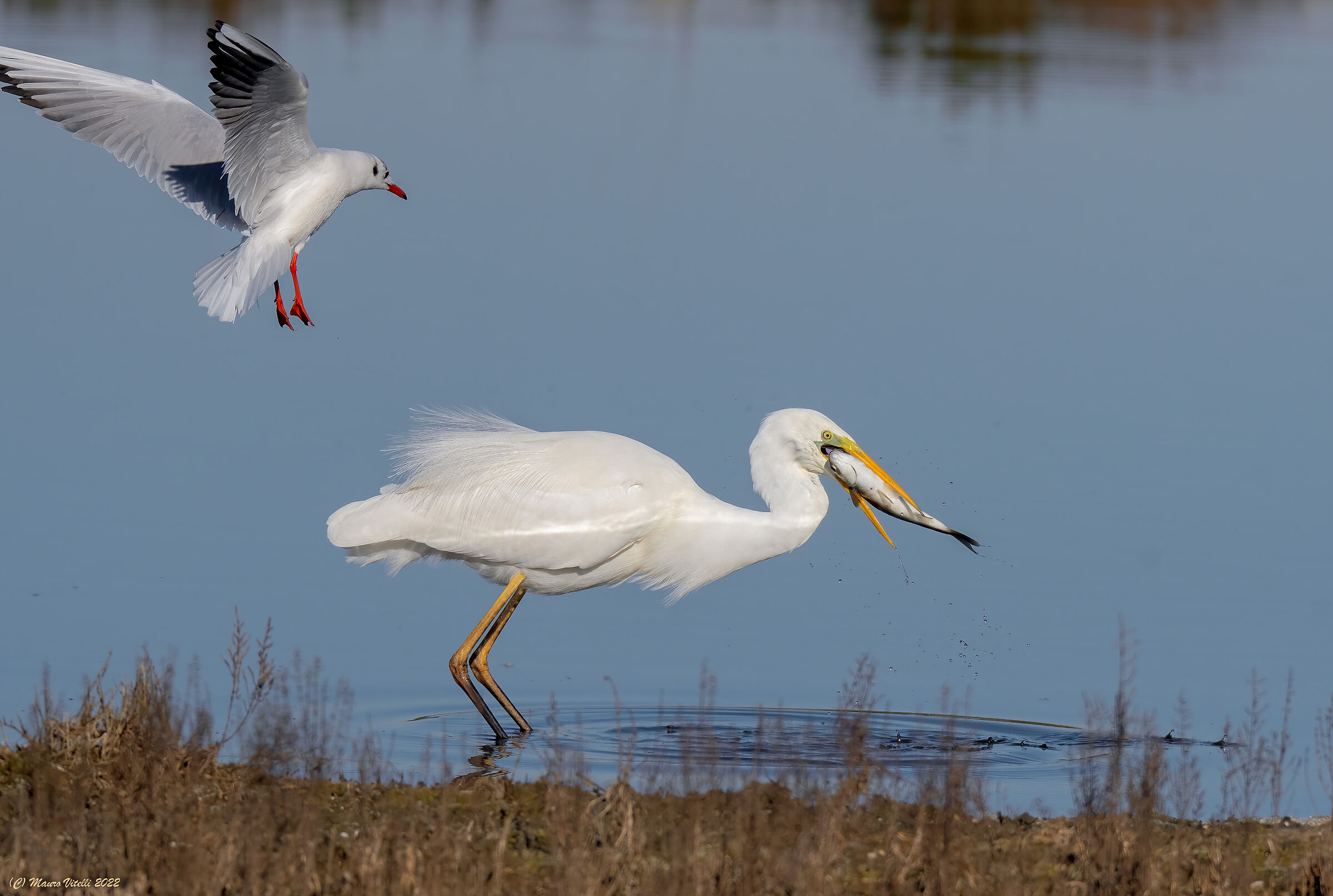 Great White Heron (Casmerodius albus)