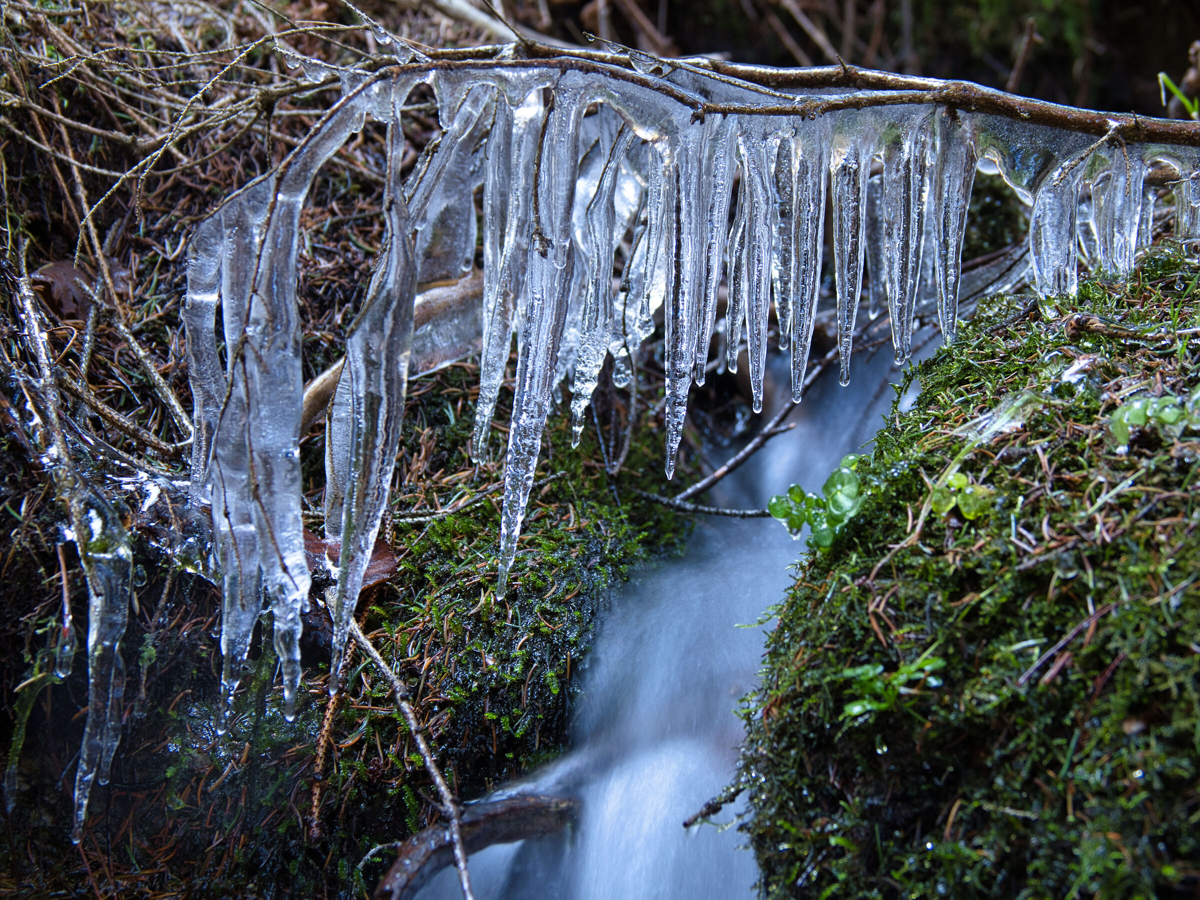 La forma dell'acqua 2