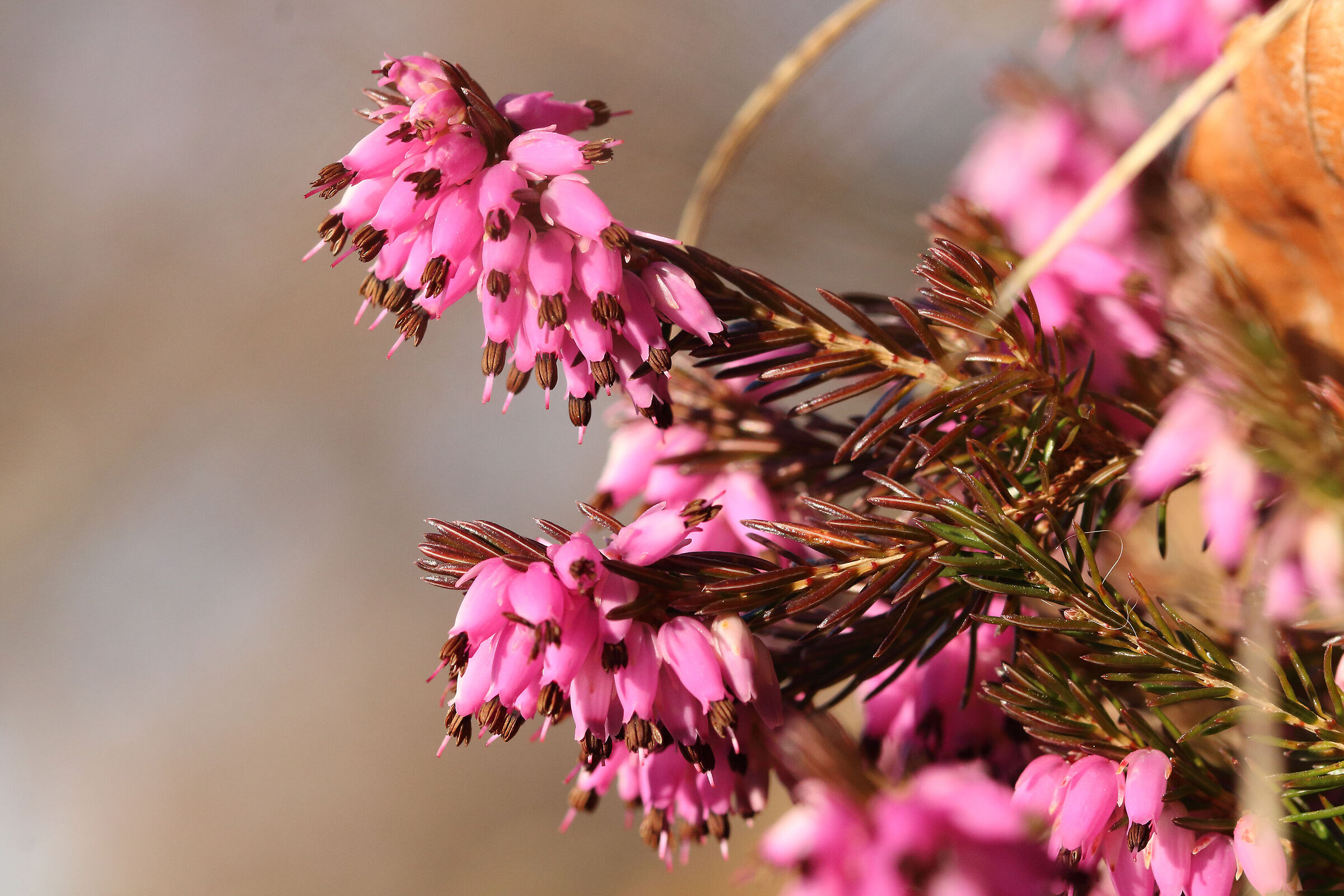 the jewels of the heather