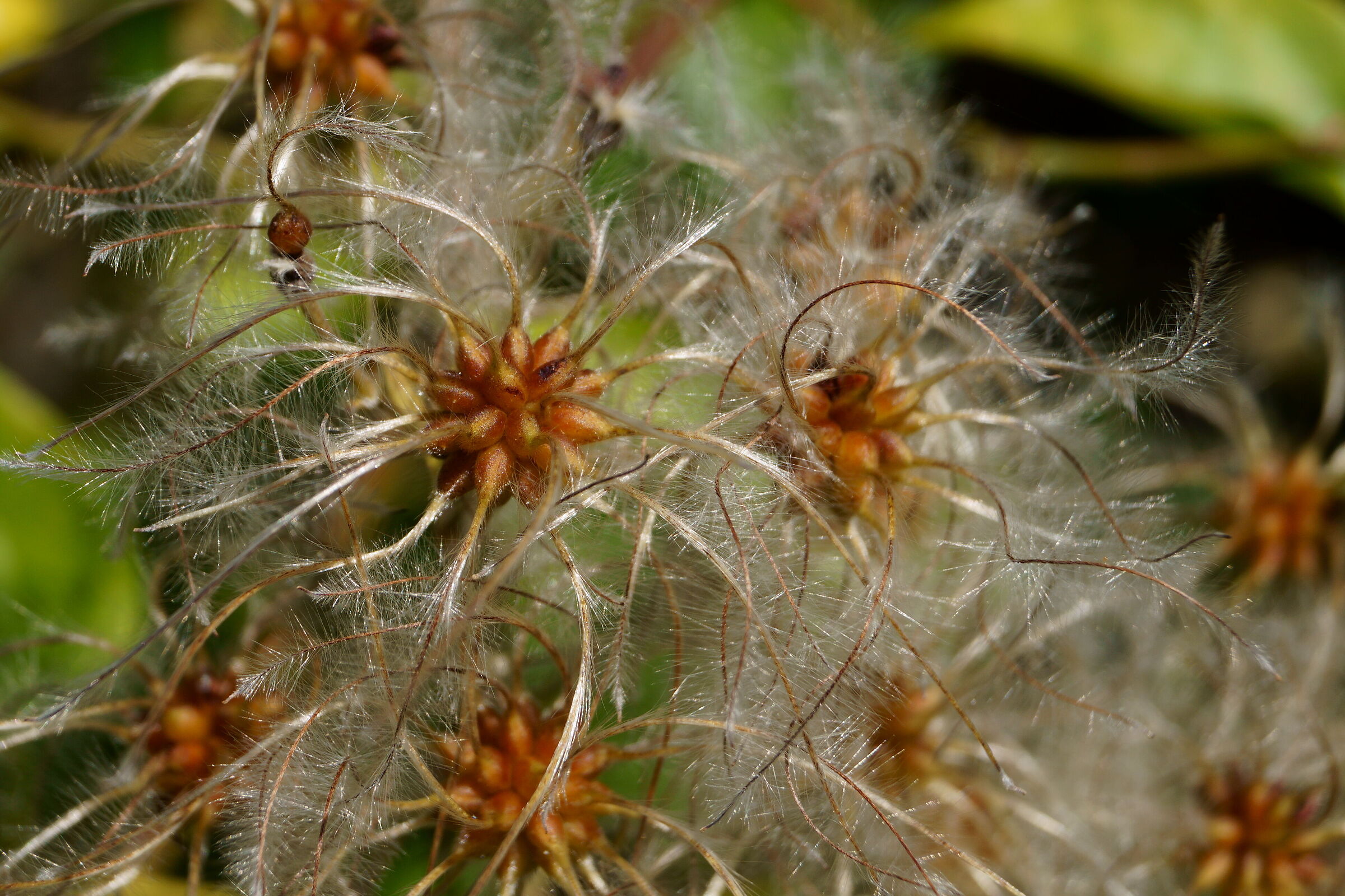 Hairy