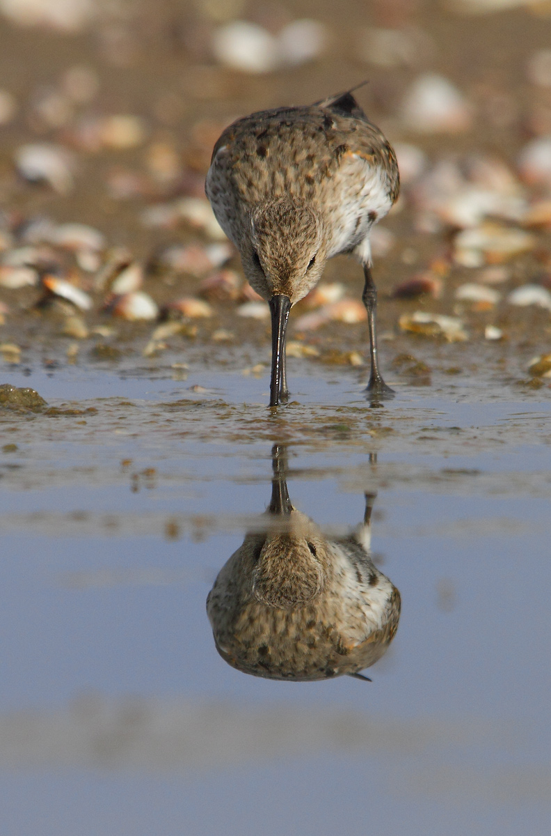 Dunlin
