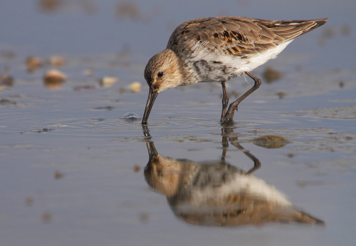 Dunlin