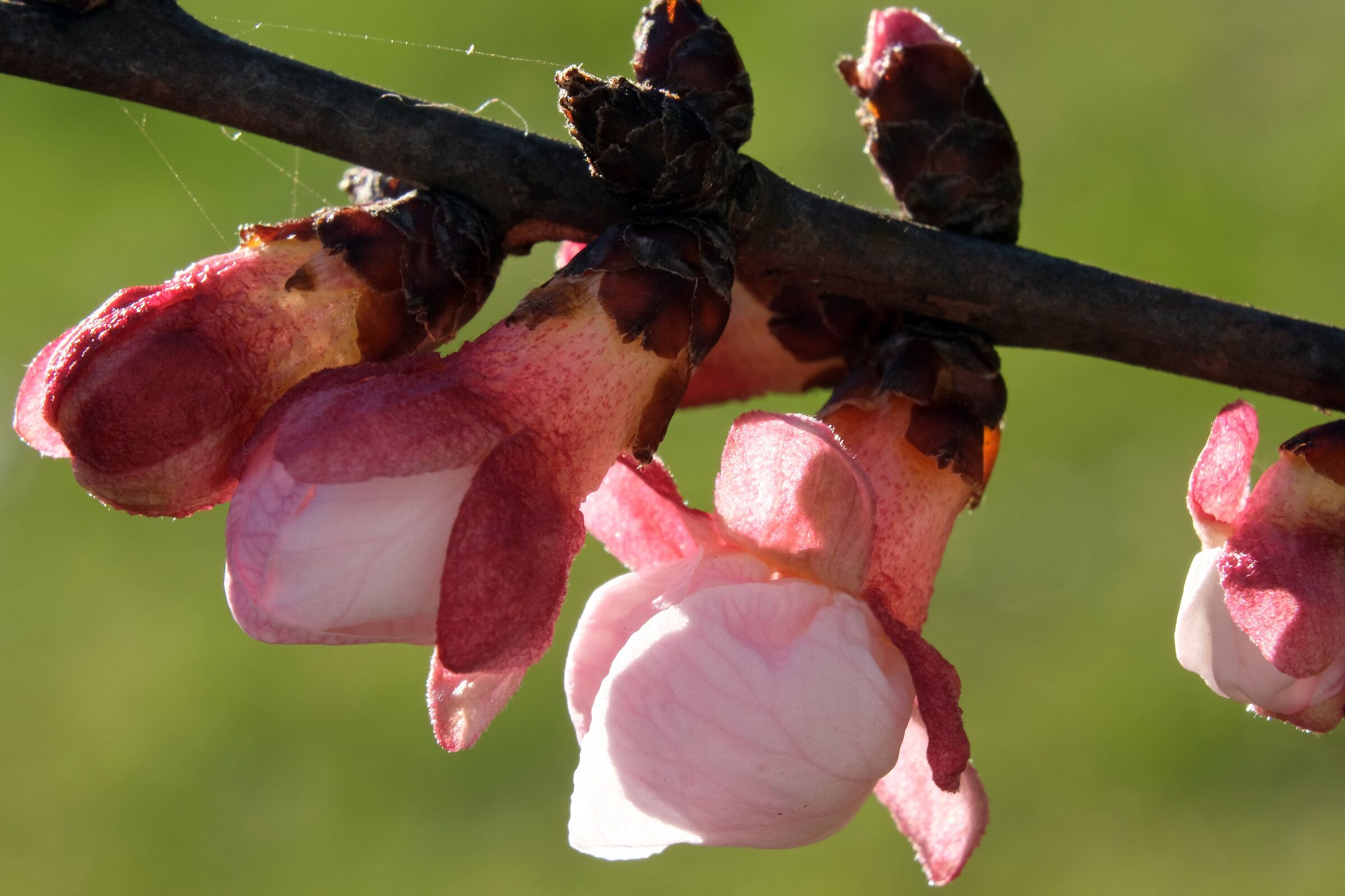 Apricot buds-1