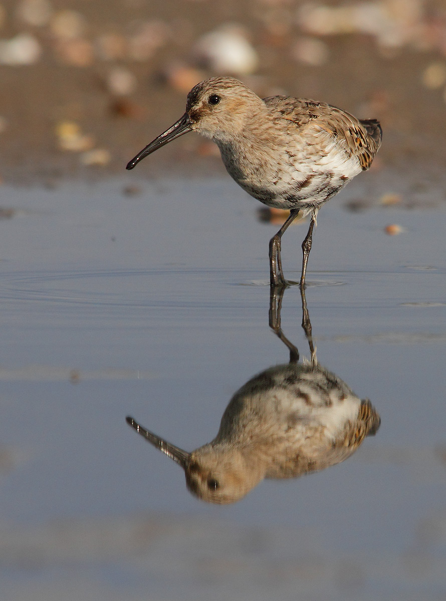 Dunlin
