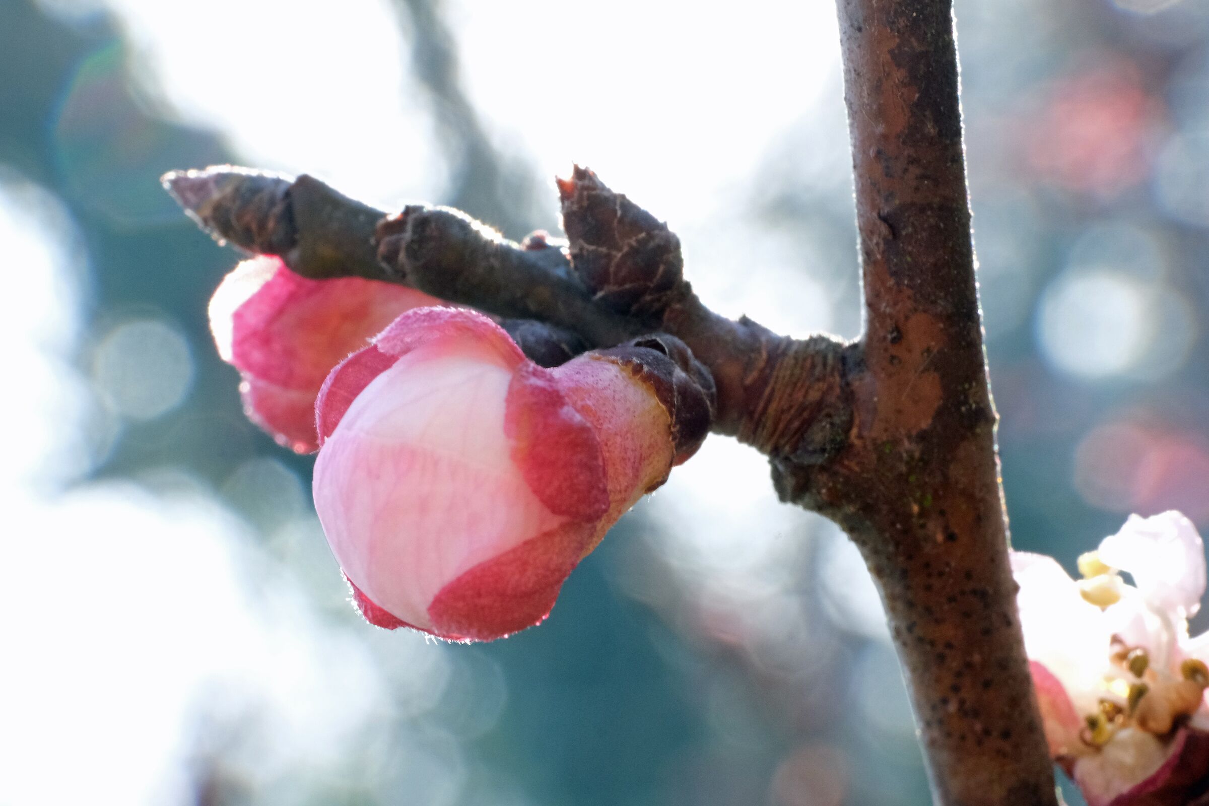 Apricot buds-2
