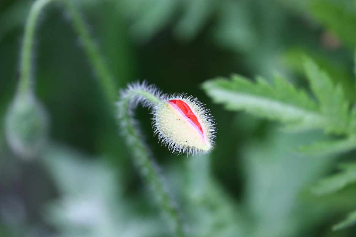 Birth of a poppy