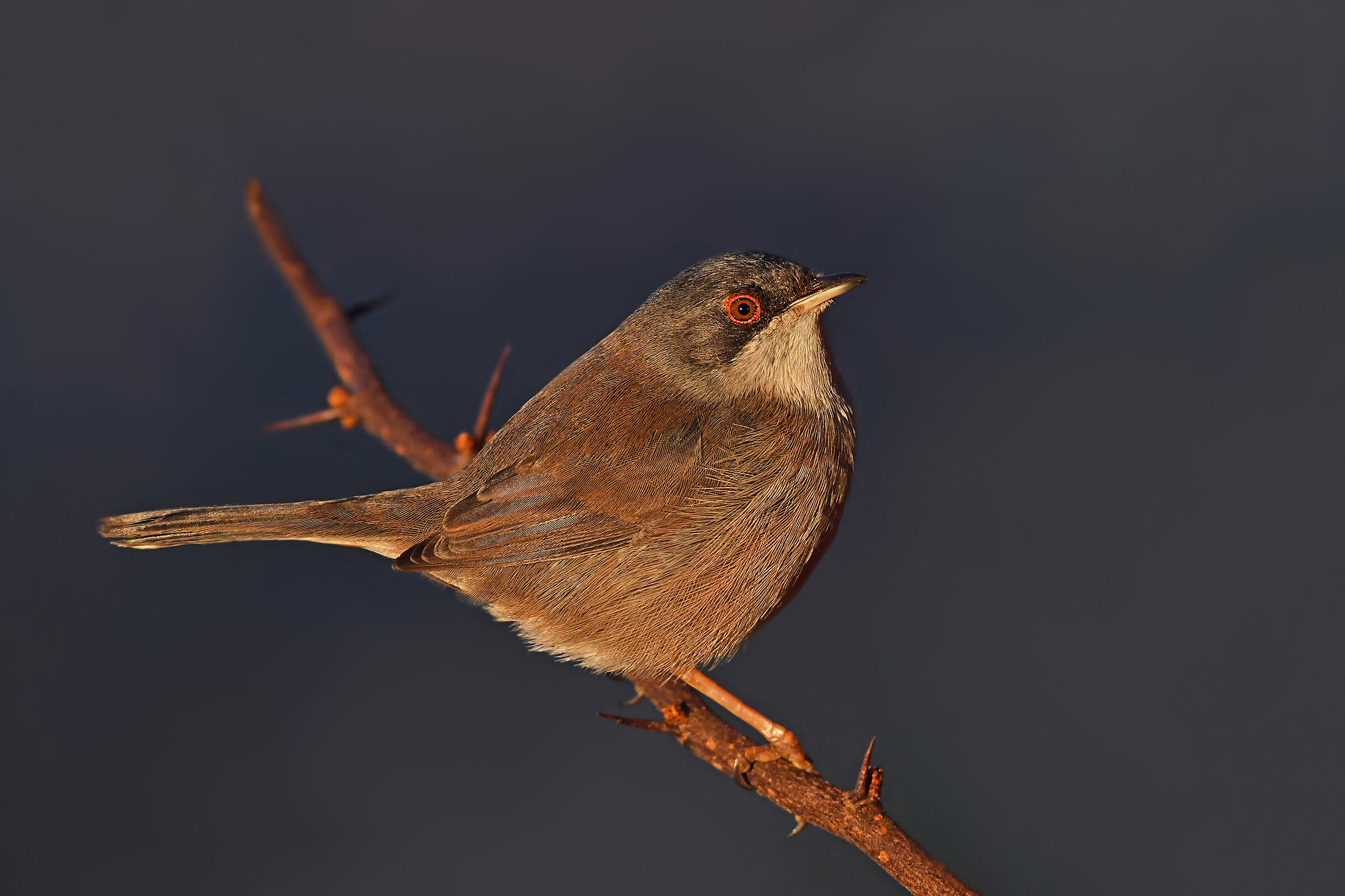 Storie di piume 2  ( Occhiocotto F. )