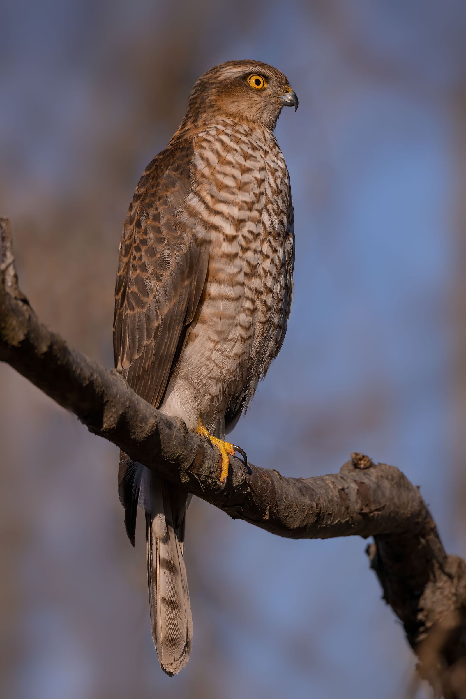 Sparviere (Accipiter Nisus)