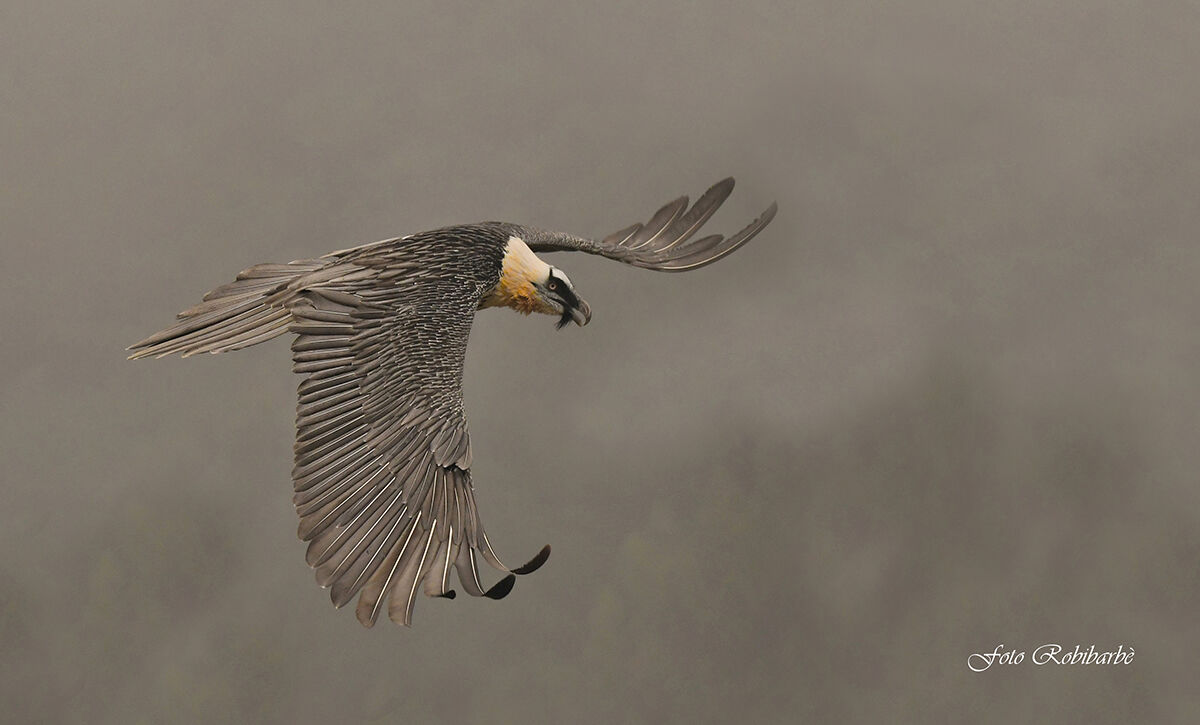 L'Avvoltoio barbuto...vola tra le nebbie...